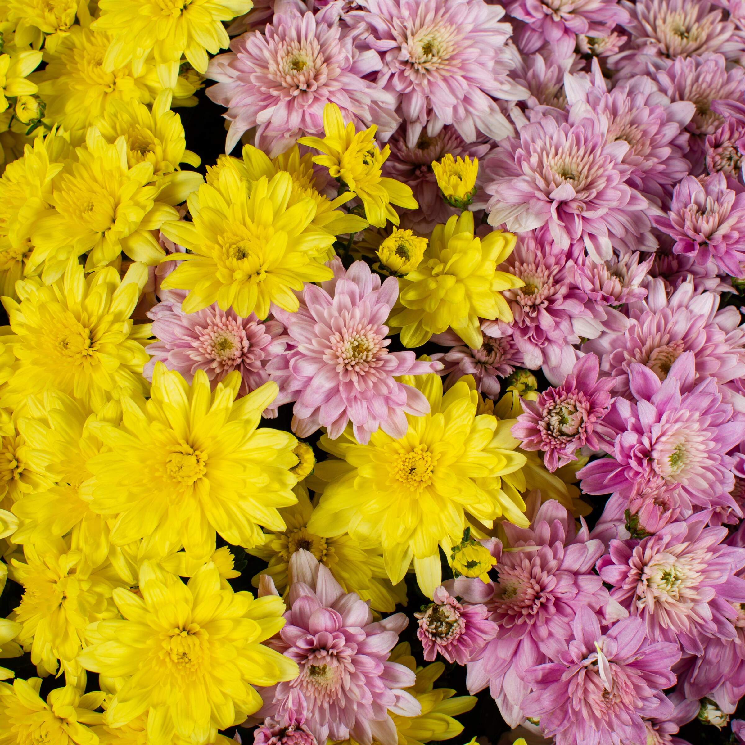 Lowe's NURSERY annuals - View #2