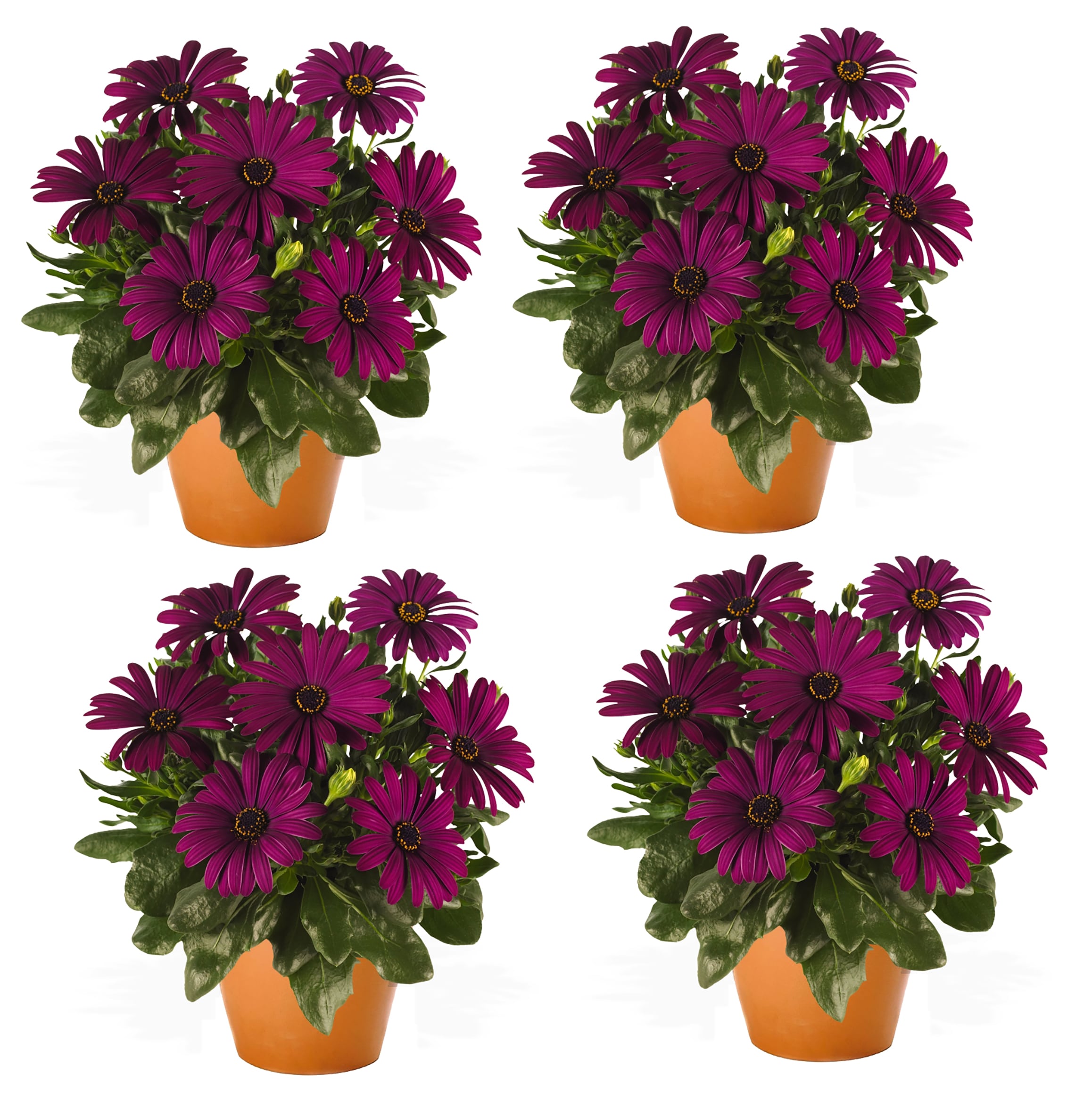  2851 Purple Osteospermum in 2.5-Quart Pot