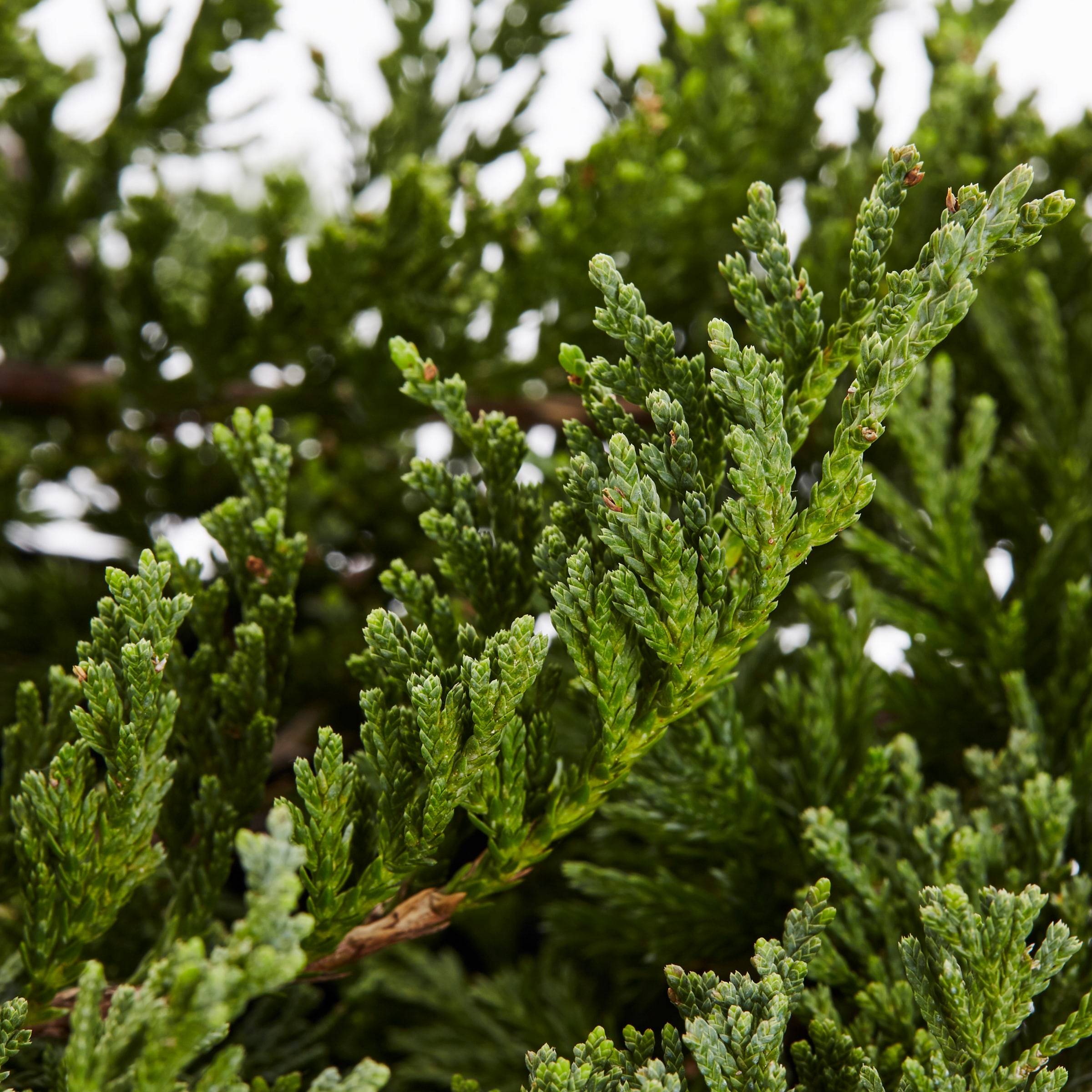 Lowe's 096565003143 shrubs - View #2