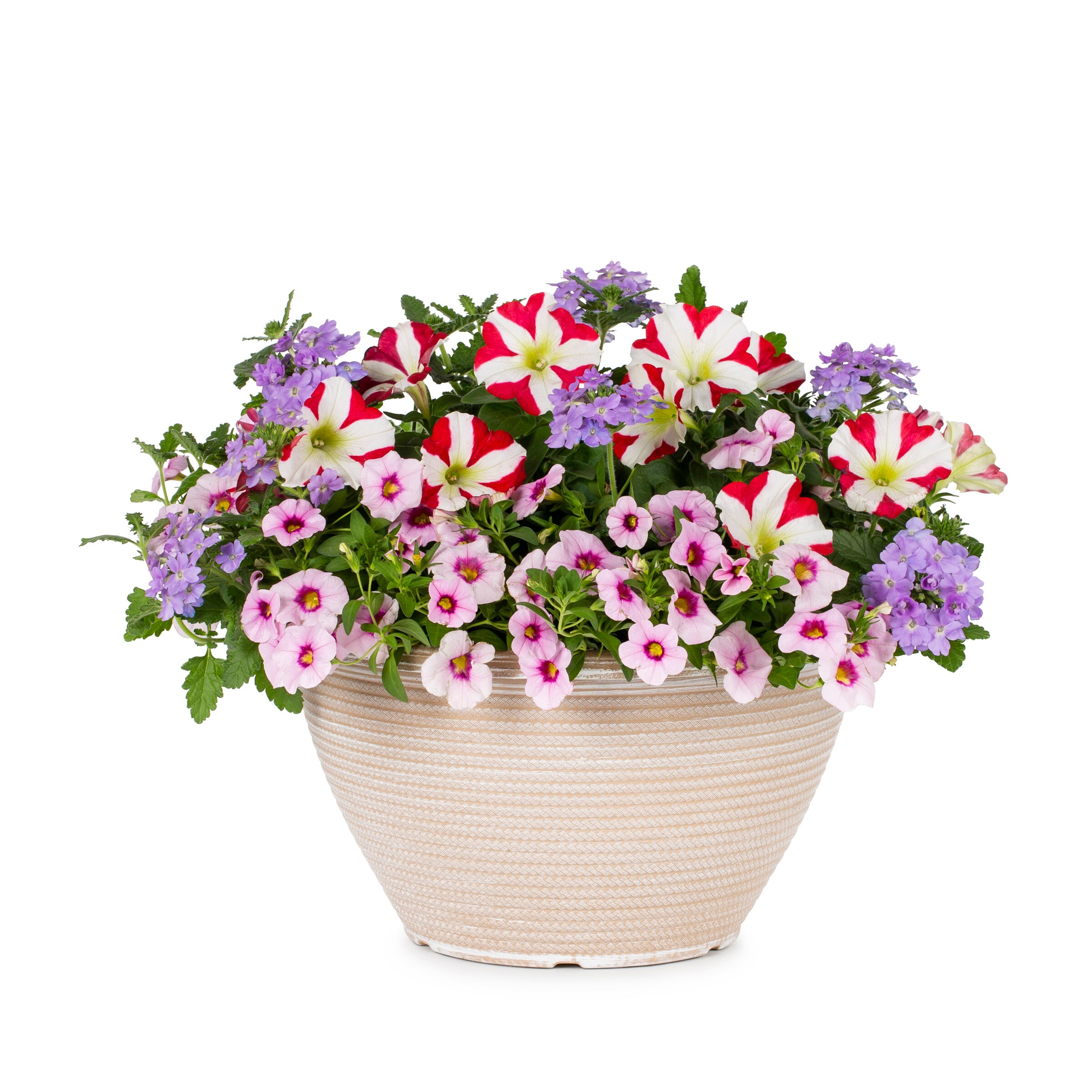 Lowe's Multicolor Calibrachoa in 2-Gallon at Lowes.com