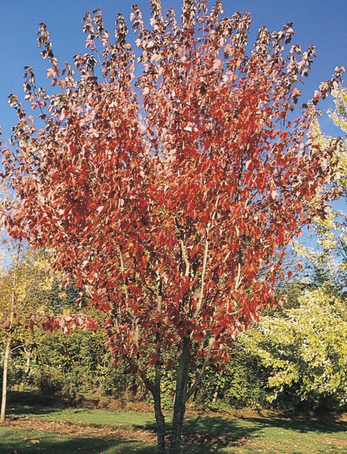  ACERUS1120 19.59-Gallon Yellow Shade Tree Summer Red Maple In Pot (With Soil)