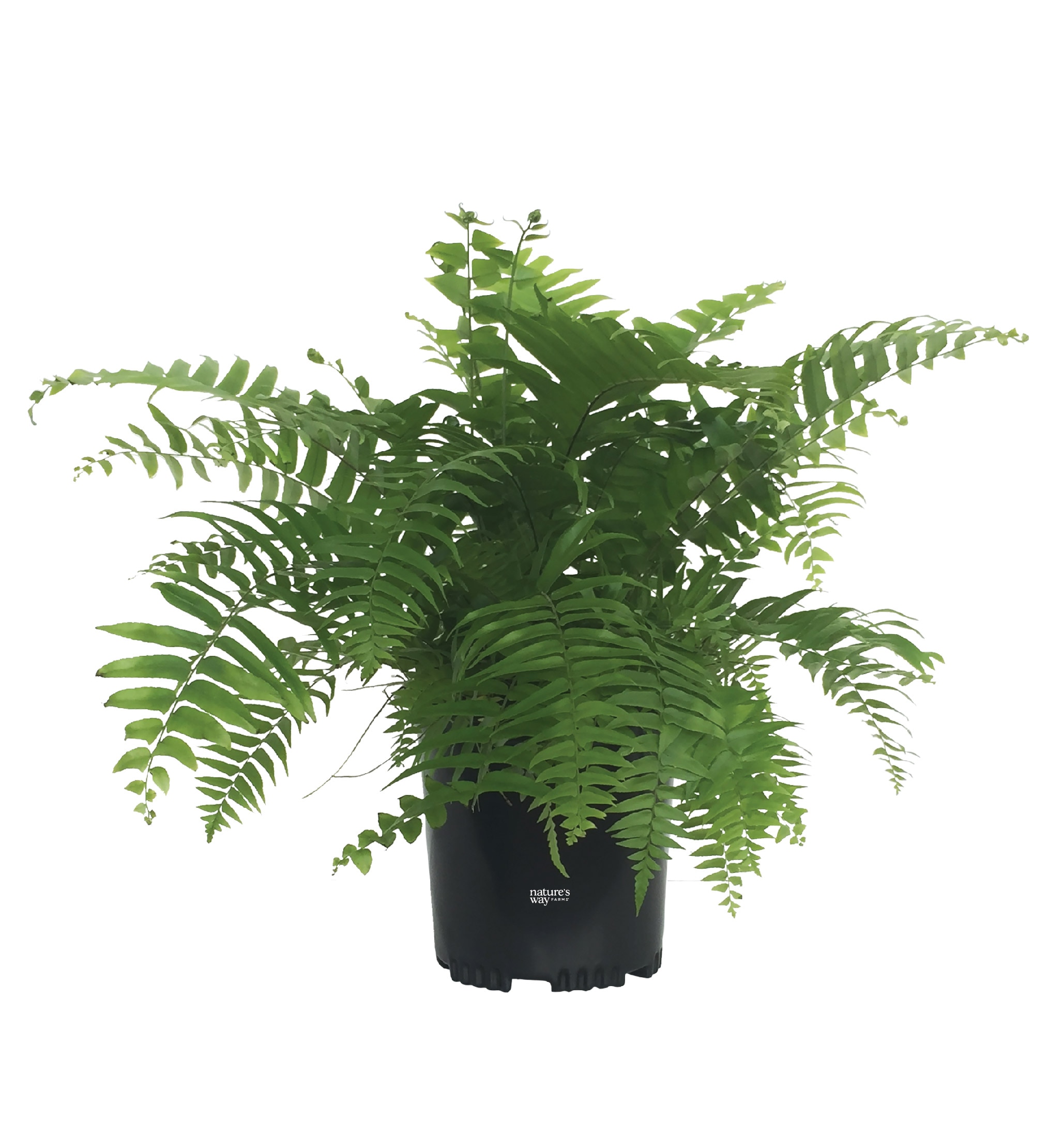  2525 No flowers Macho Fern House plant in 6 Inch(es) Pot 1 -Pack