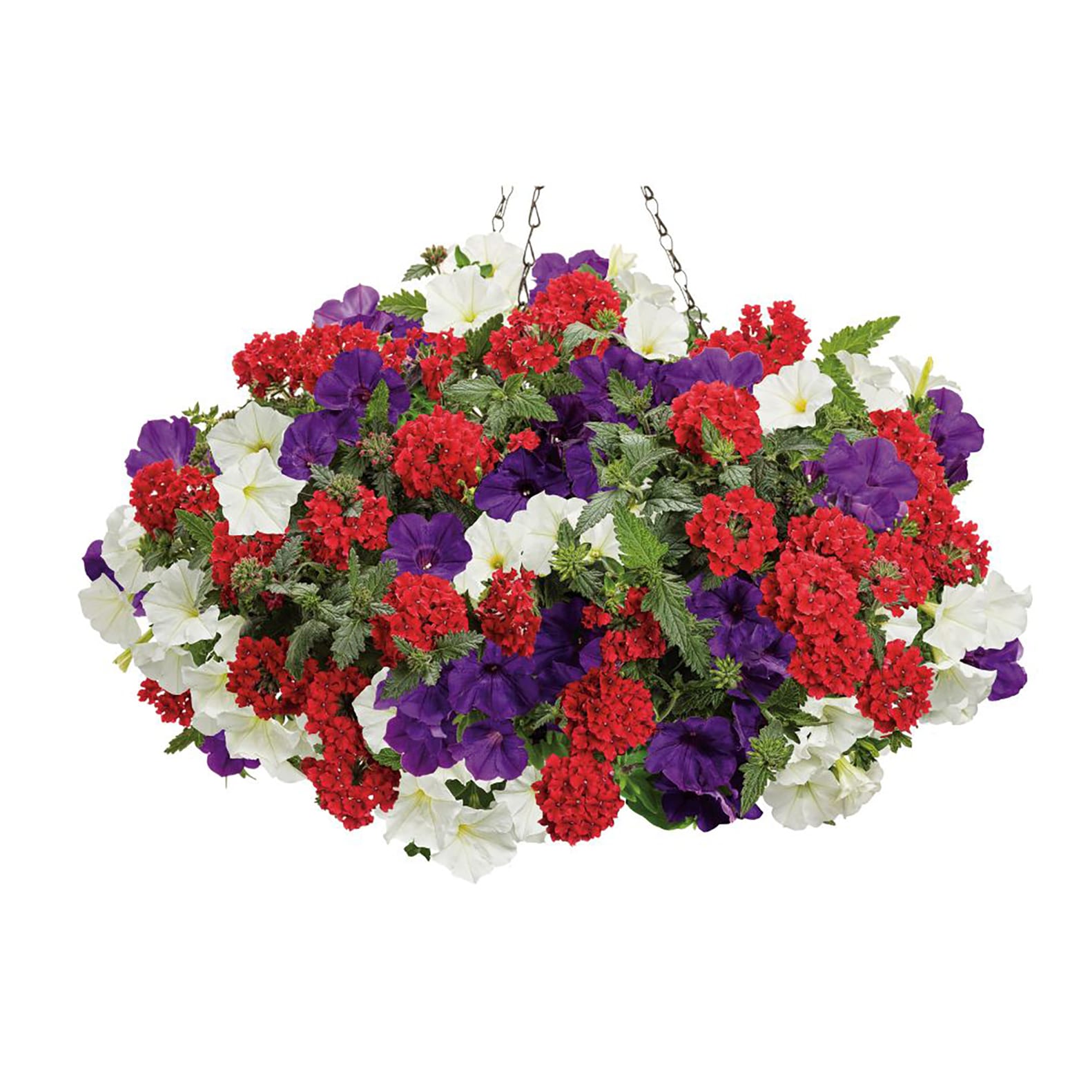 Proven Winners BENPRW0957504 annuals - View #4