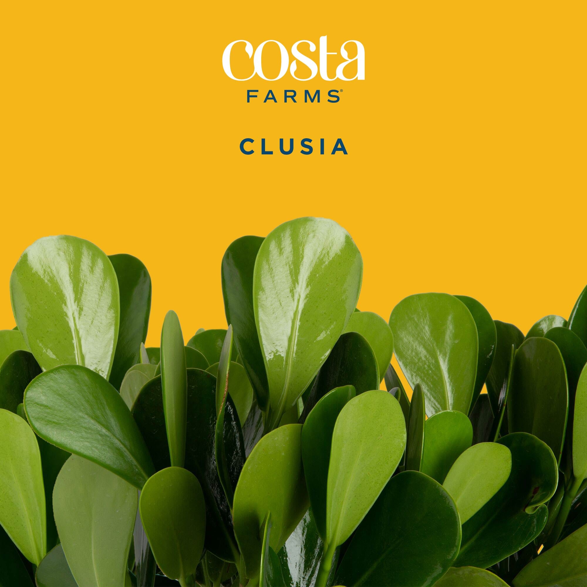 Costa Farms L-CLU-G-POT-01-LW shrubs - View #3