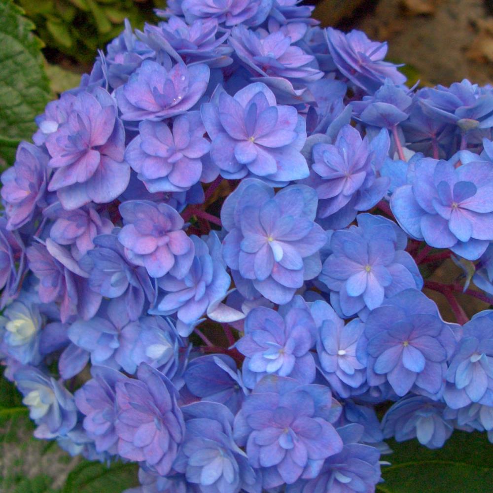 Gardens Alive! 64285 Forever and Ever Together Hydrangea Flowering Shrub in 1 Pack(s) Bare Root