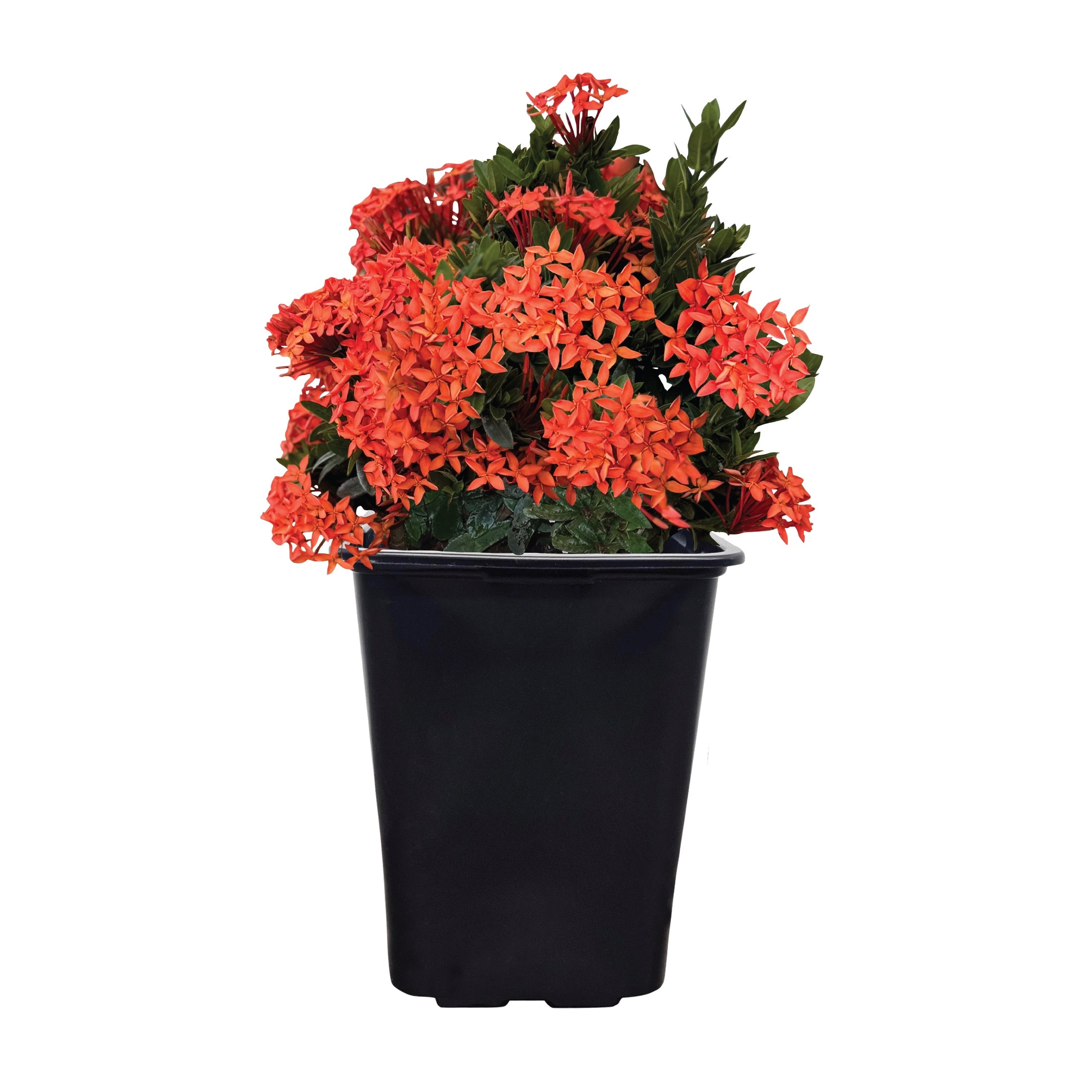 passiflore plante Passiflore bleue