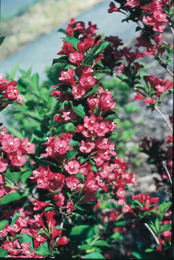 Village Nurseries NURSERY Red Bristol Ruby Weigela Flowering Shrub In Pot (With Soil)