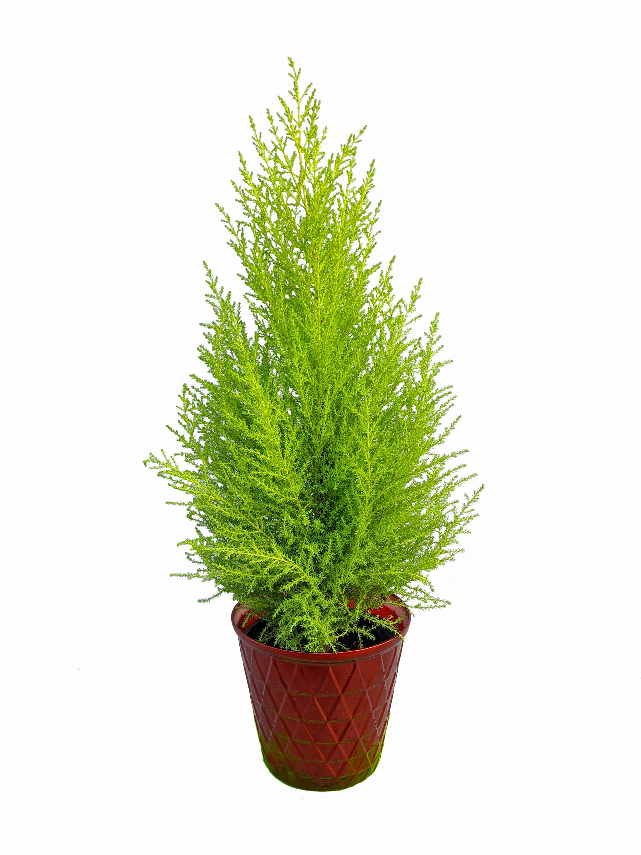 Pot Lemon Cypress Plants, Bulbs & Seeds at Lowes.com