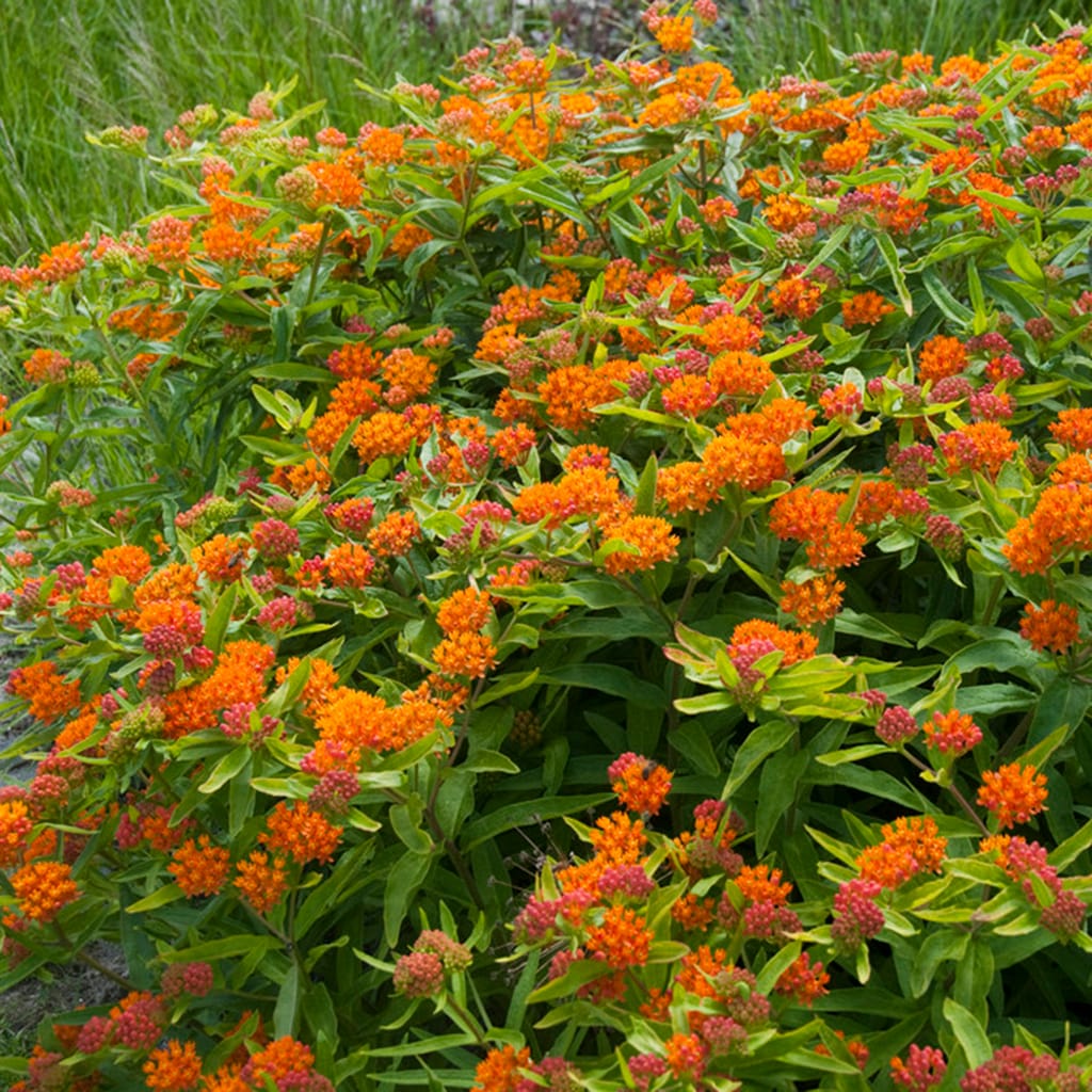 Van Zyverden 83750 Orange Milkweed Bulbs 3 Count