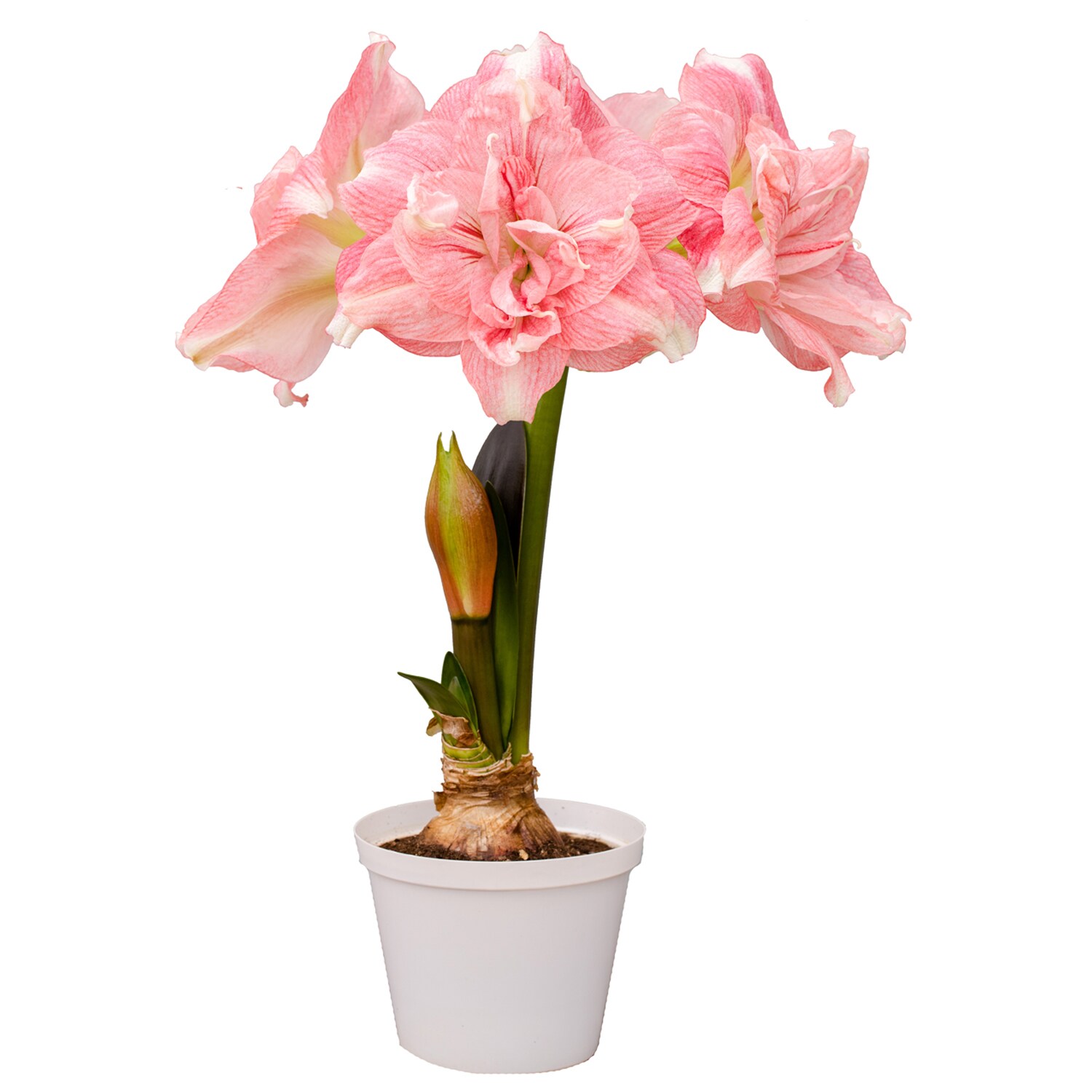 Van Zyverden 88414 Plant-Bulbs - View #2