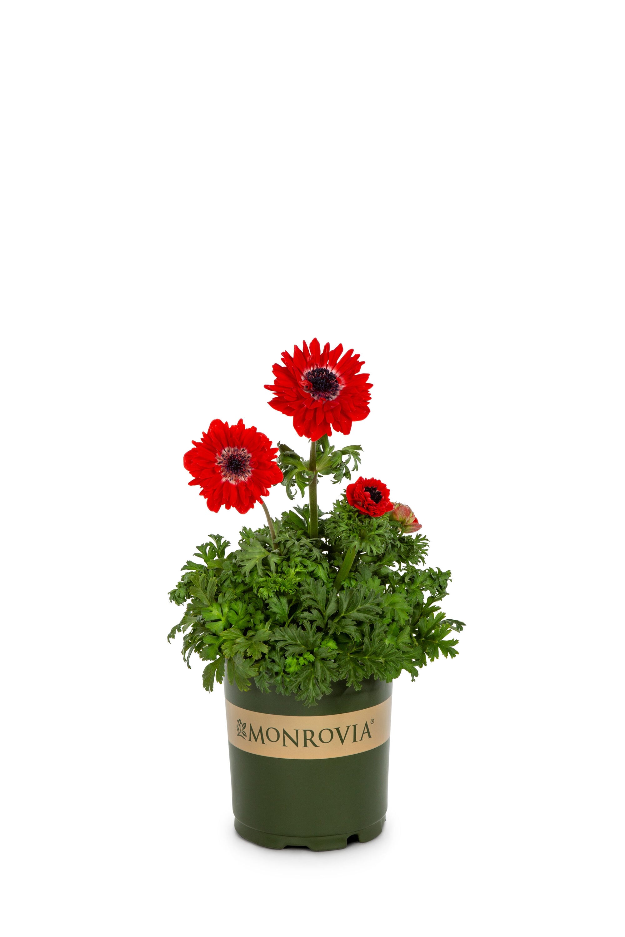Monrovia 78635 perennials - View #2