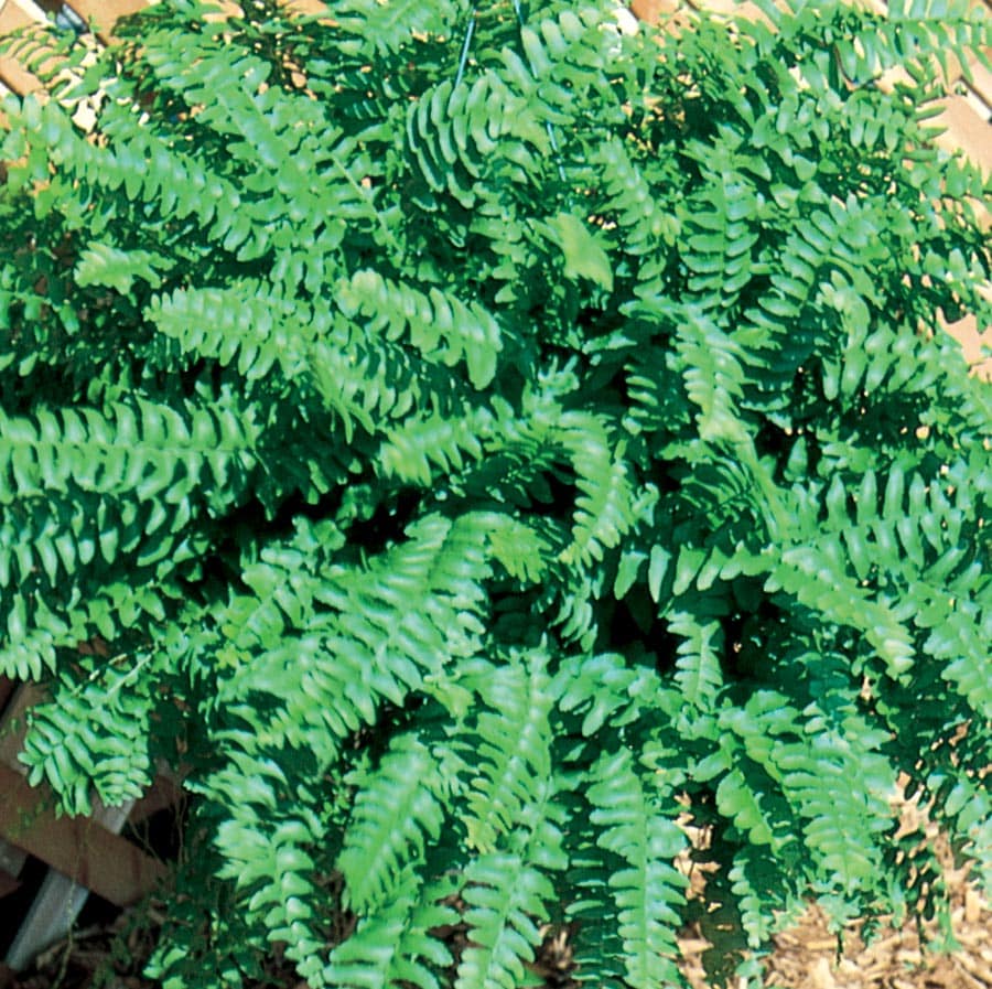 Lawn and Garden Products 17474 Boston Fern Plant in
