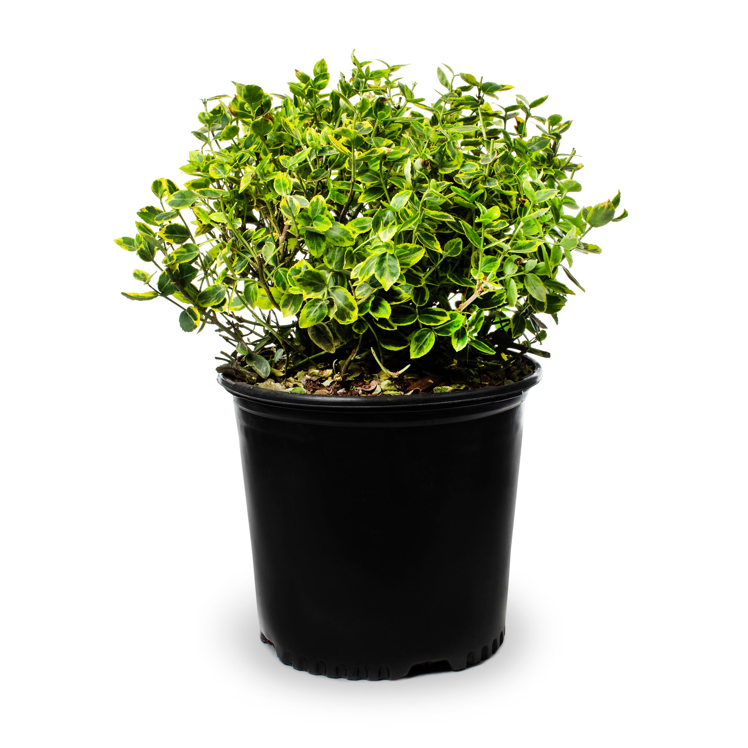 Euonymus Emerald N Gold Shrubs at Lowes.com