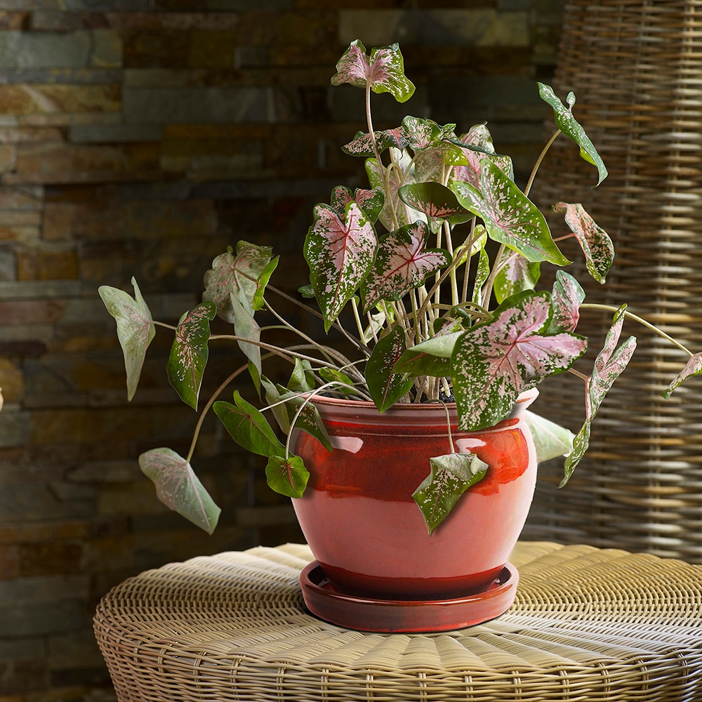 Southern Patio CRM-031055P2 Planter-Window-Box - View #3