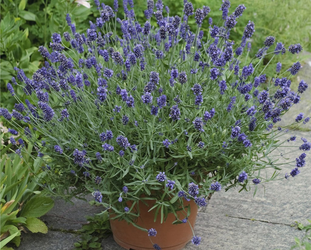Proven Winners LAVPWP1037103 perennials - View #2