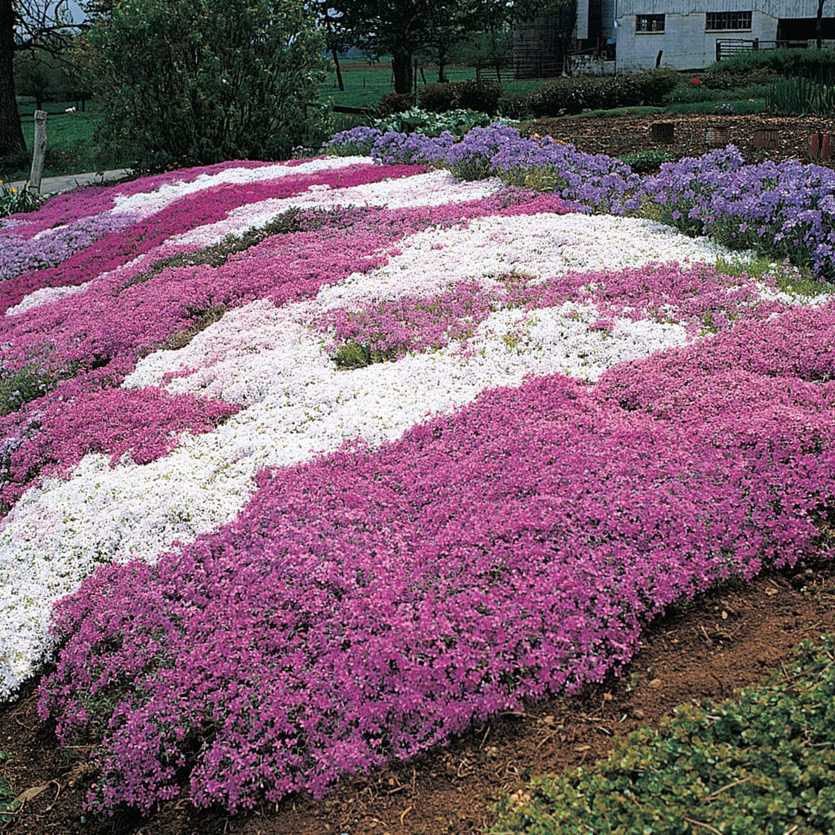 Breck's Pink Emerald Creeping Phlox Plant in 3-in Pot in the Perennials ...