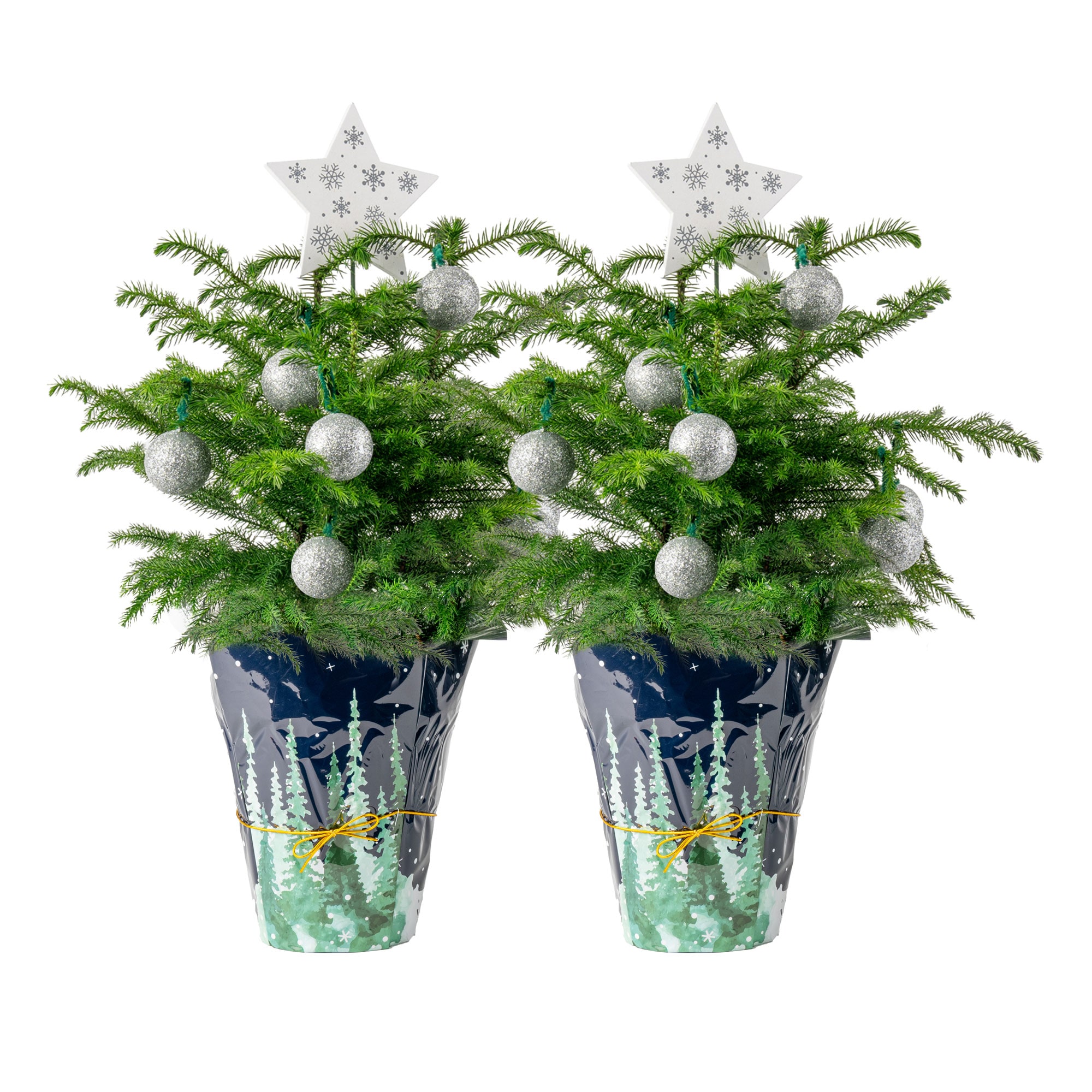 Costa Farms CO.AR06.1.NIP.SLPK2 1.4 -Quart Fresh Christmas Potted Norfolk Island Pine 2 -Pack