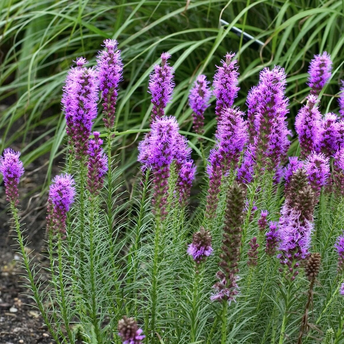 National Plant Network LW1904 perennials - View #5