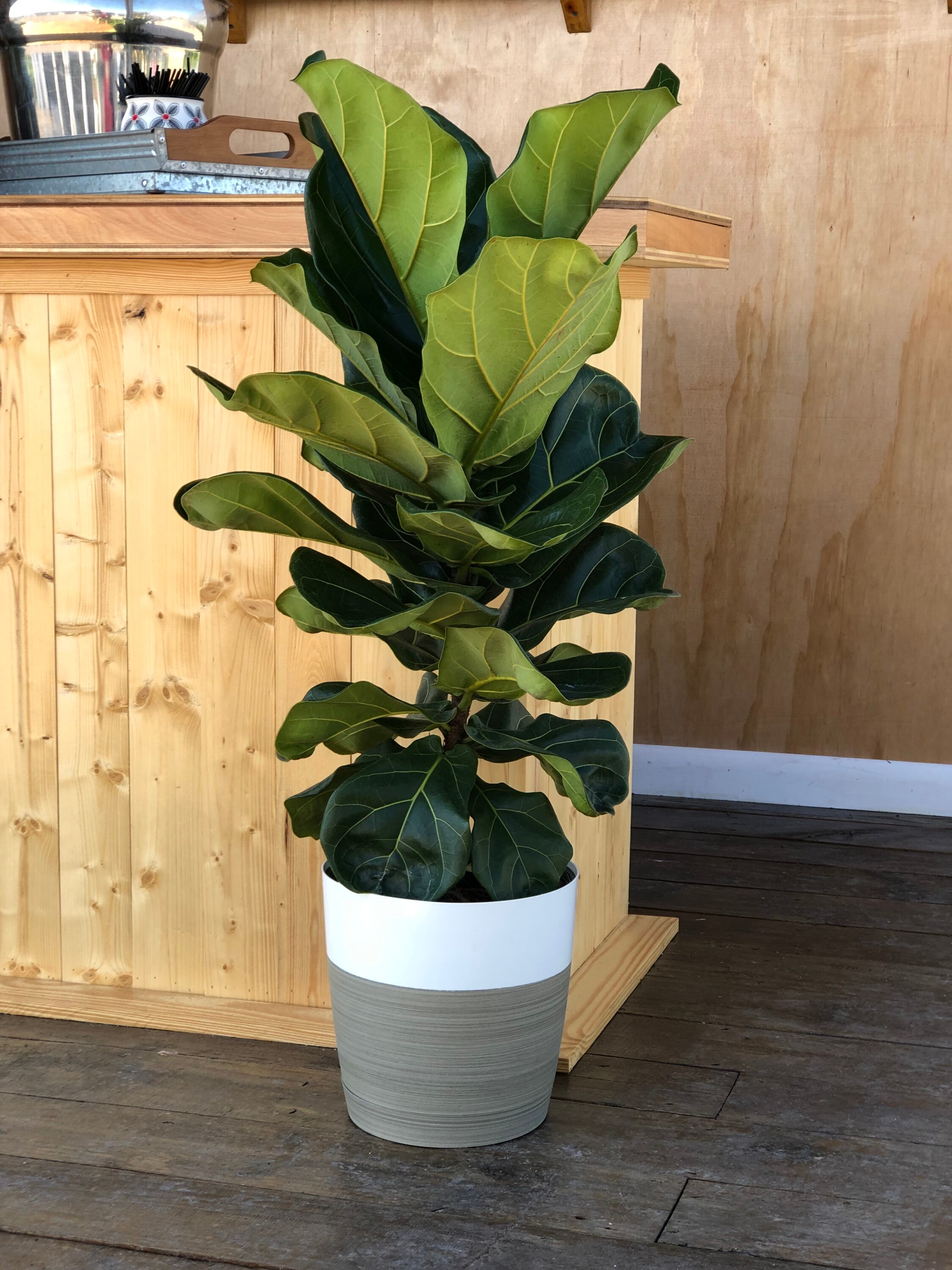 Costa Farms L-3FL-G-POT-01-LW hseplants - View #4