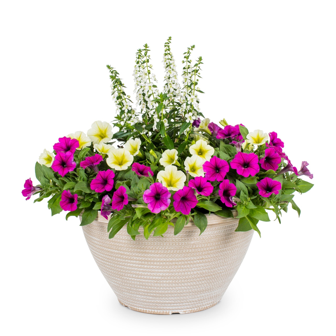 Metrolina Greenhouses 4937 Multicolor Petunia in 2 Gallon(s) Planter 1 -Pack