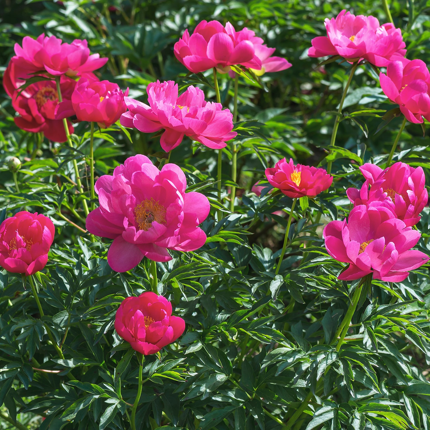 Direct Gardening - 1 -Pack Pink Flowering Watermelon Wine Itoh Peony Dormant Starter Plant Barero...