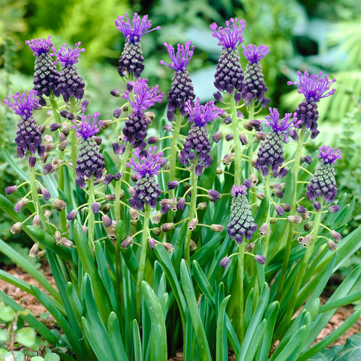 Van Zyverden 87076 Plant-Bulbs - View #3