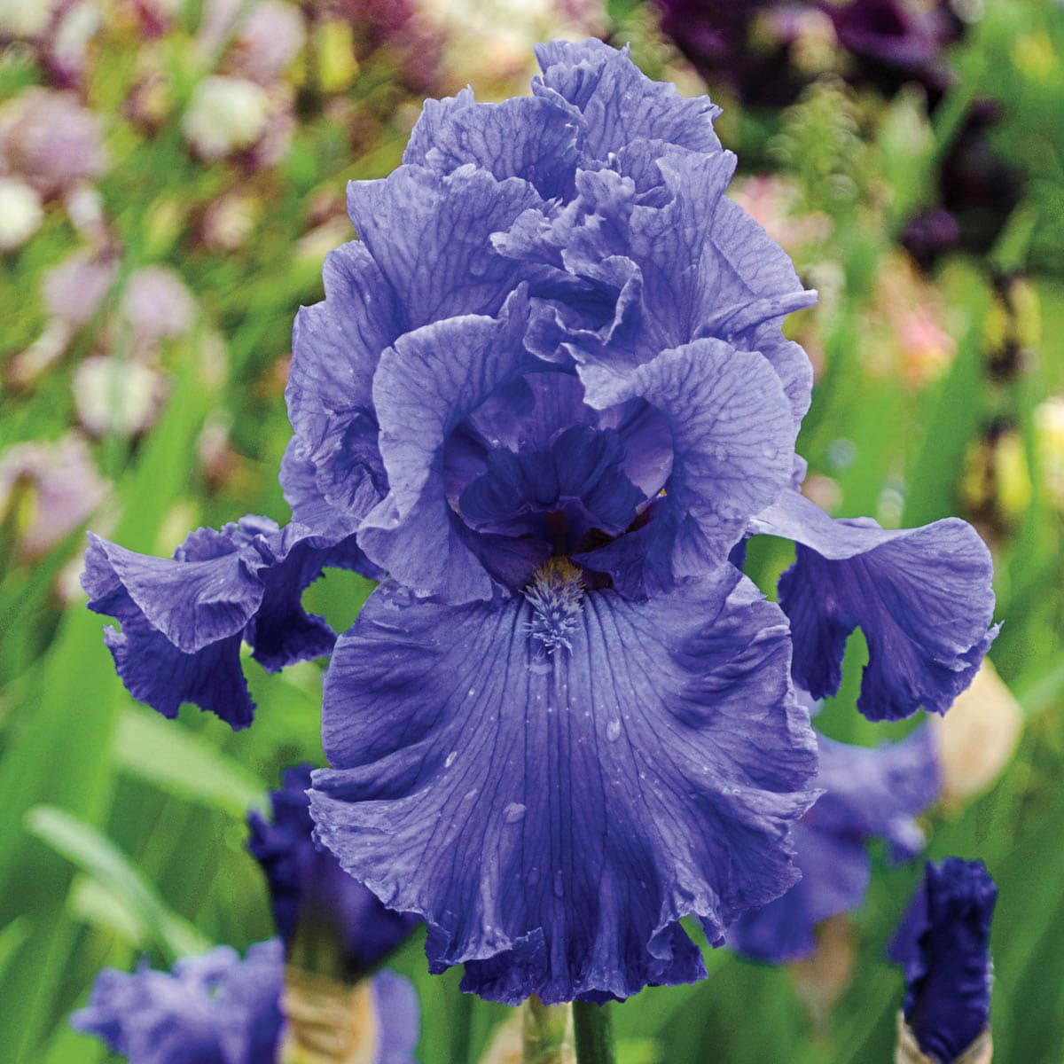 IRIS Products Available Now - Lowe's
