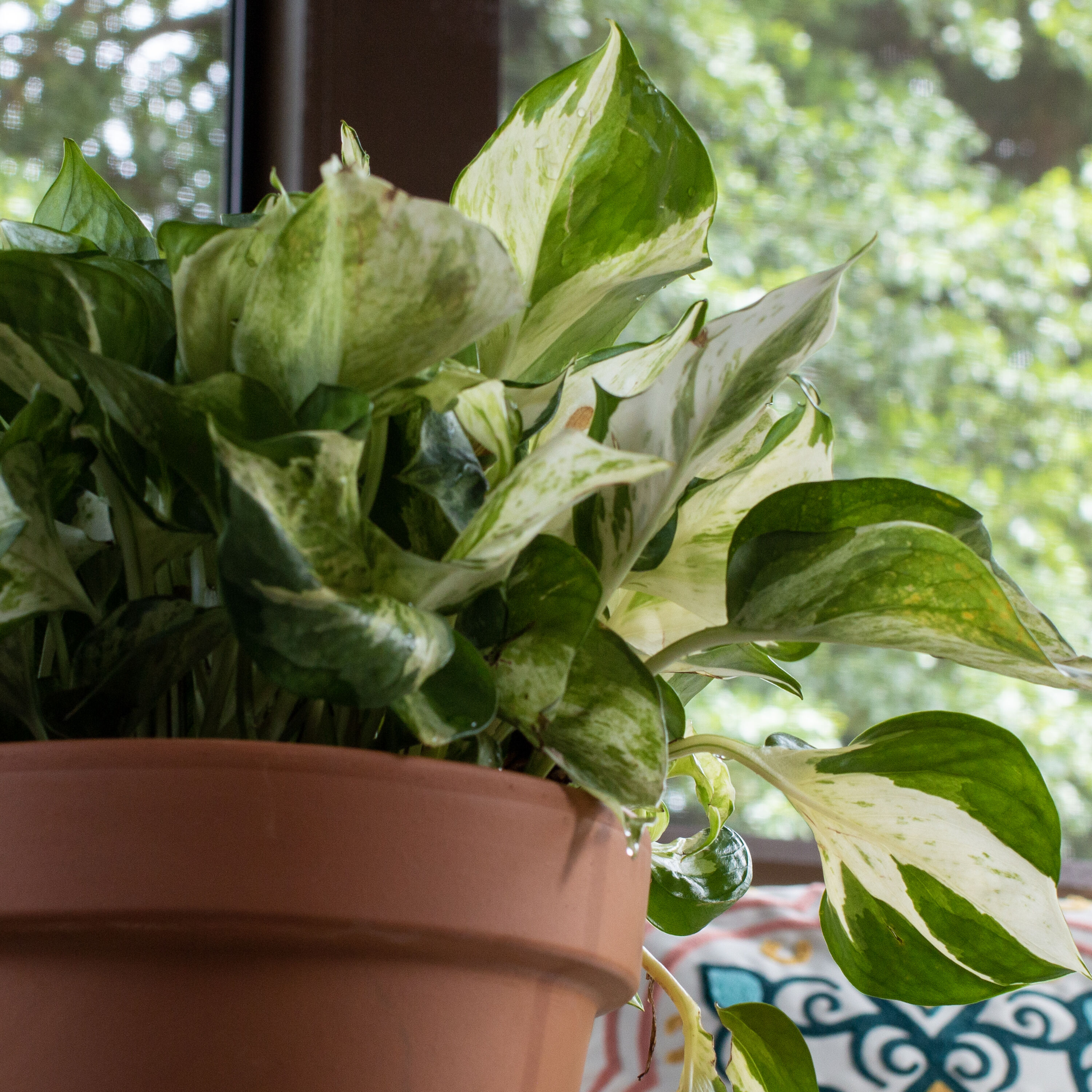Sta-Green 2149602858 Plant-Food - View #13