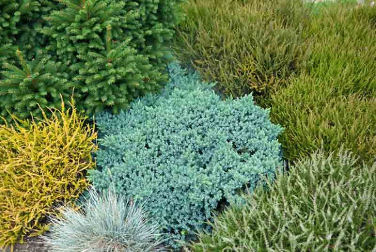  O498001 shrubs - View #3