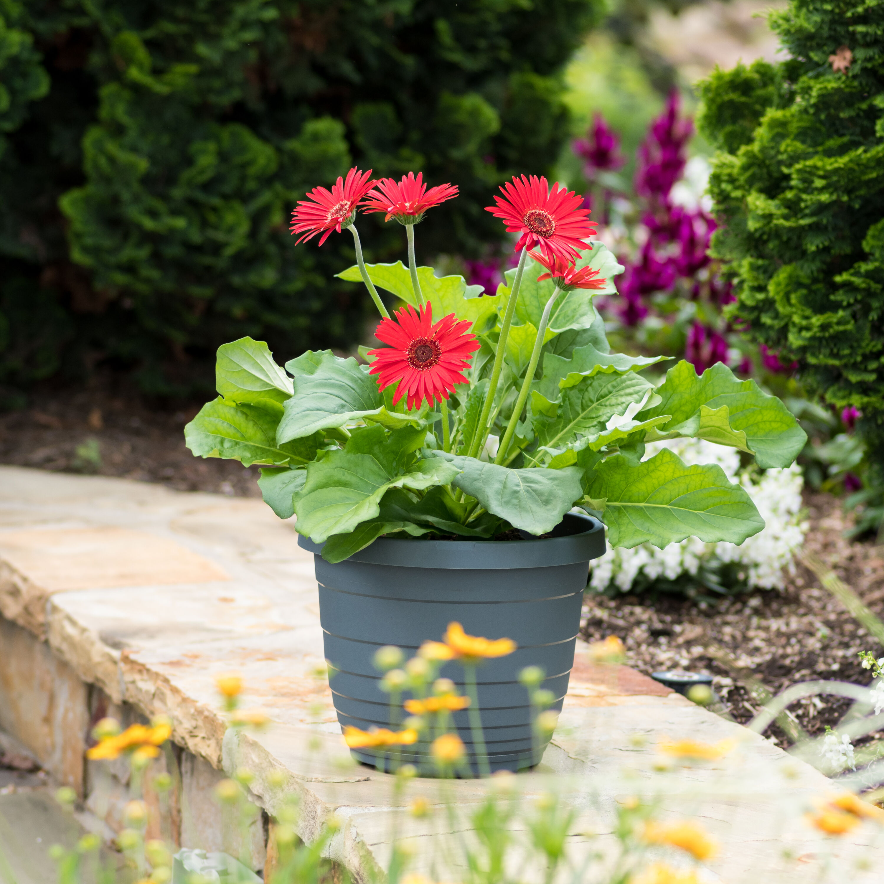 Lowe's 229844 annuals - View #9