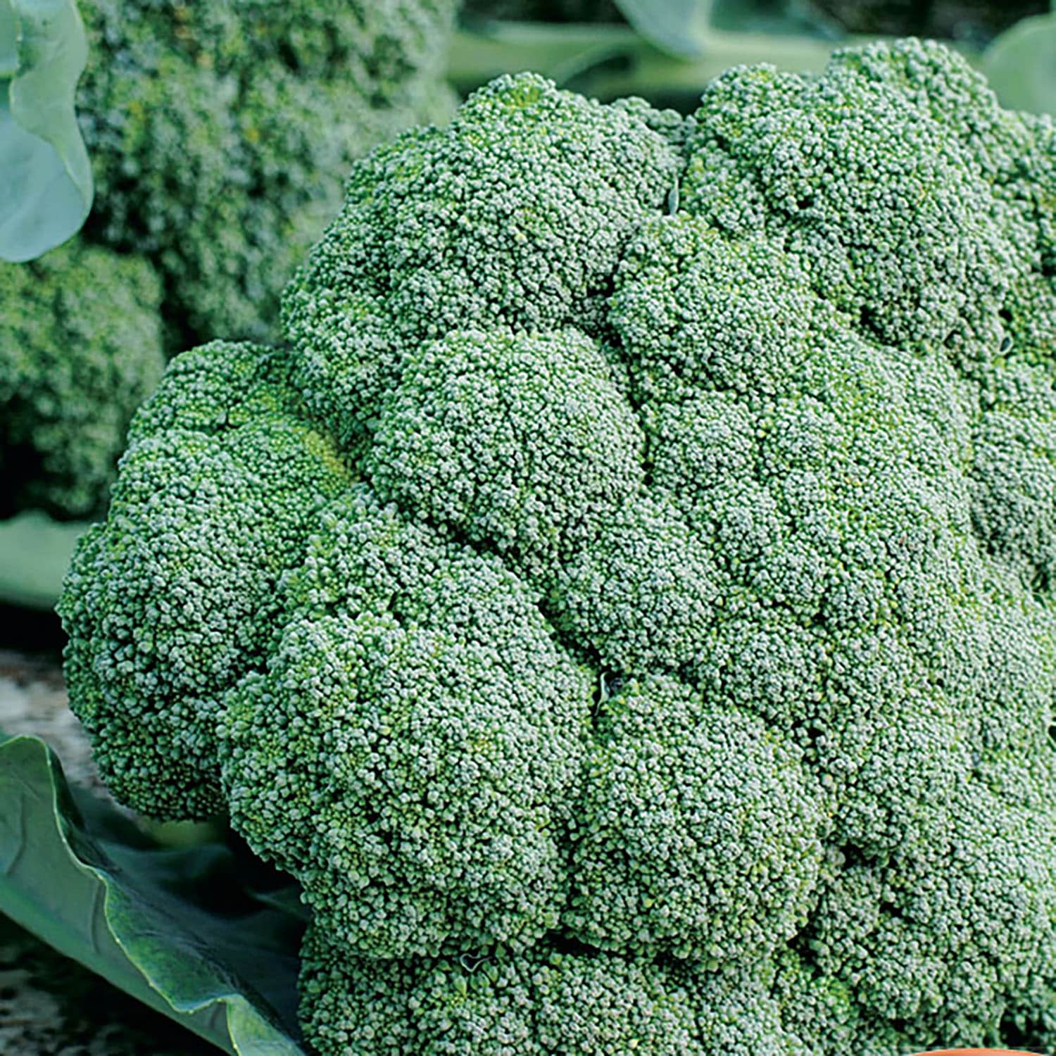 Ferry-Morse LC25.7111 Vegetable-Herb-Seeds - View #3