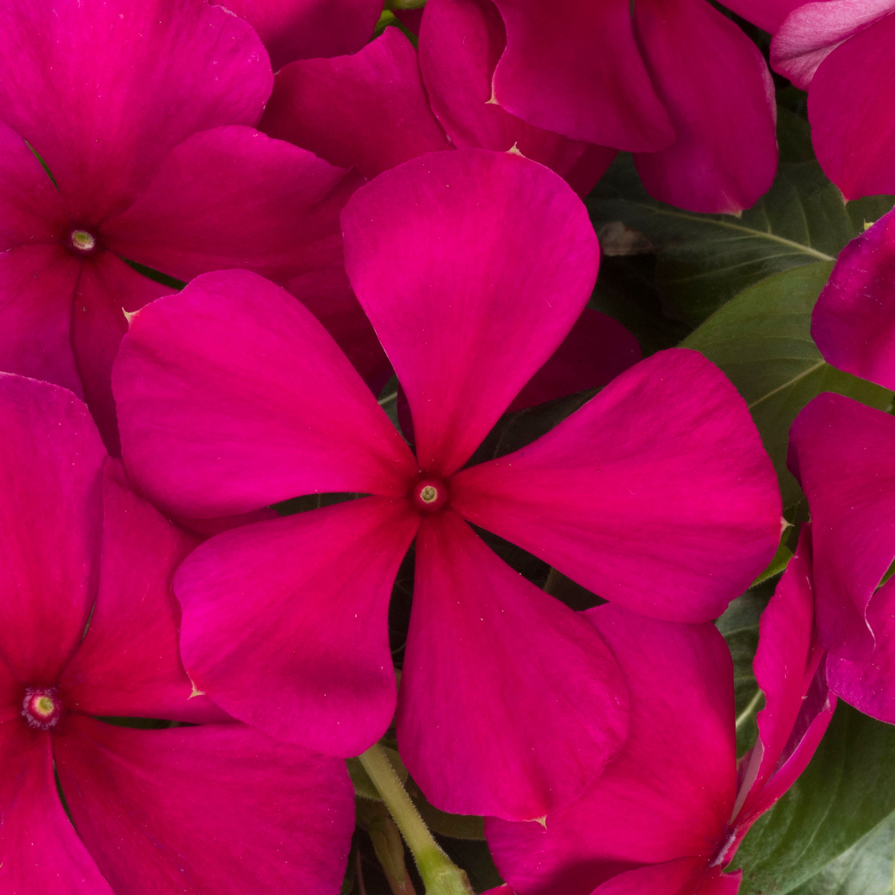 Lowe's 725047983603 annuals - View #9