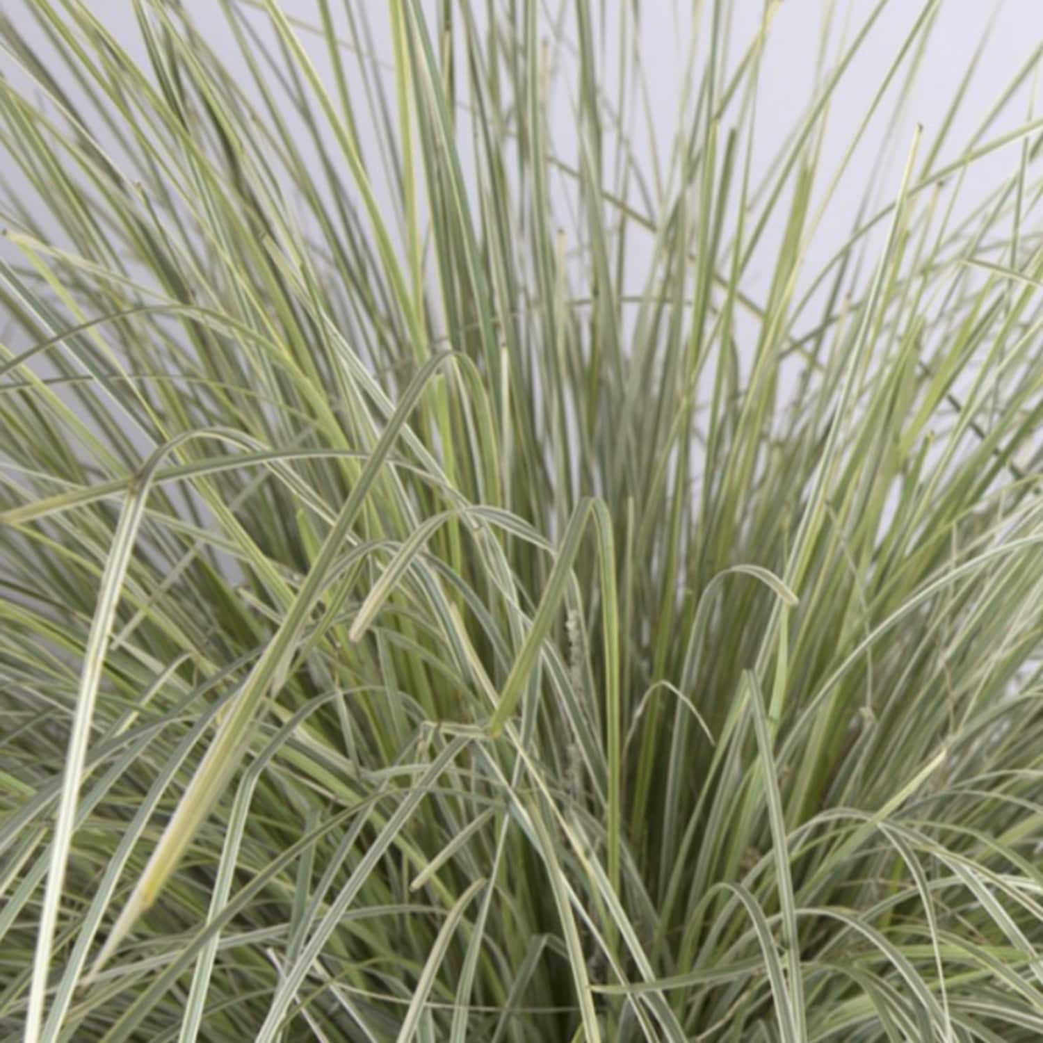 Southern Living Plant Collection 1879Q-1 Ornamental-Grasses - View #11