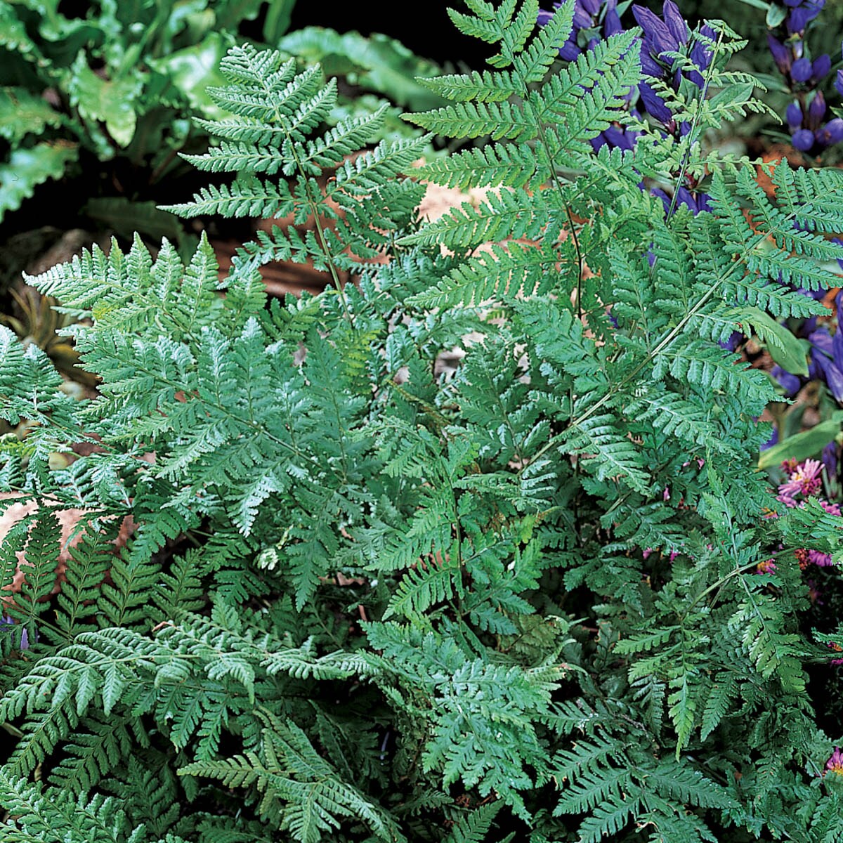 Breck's 90327 perennials - View #2