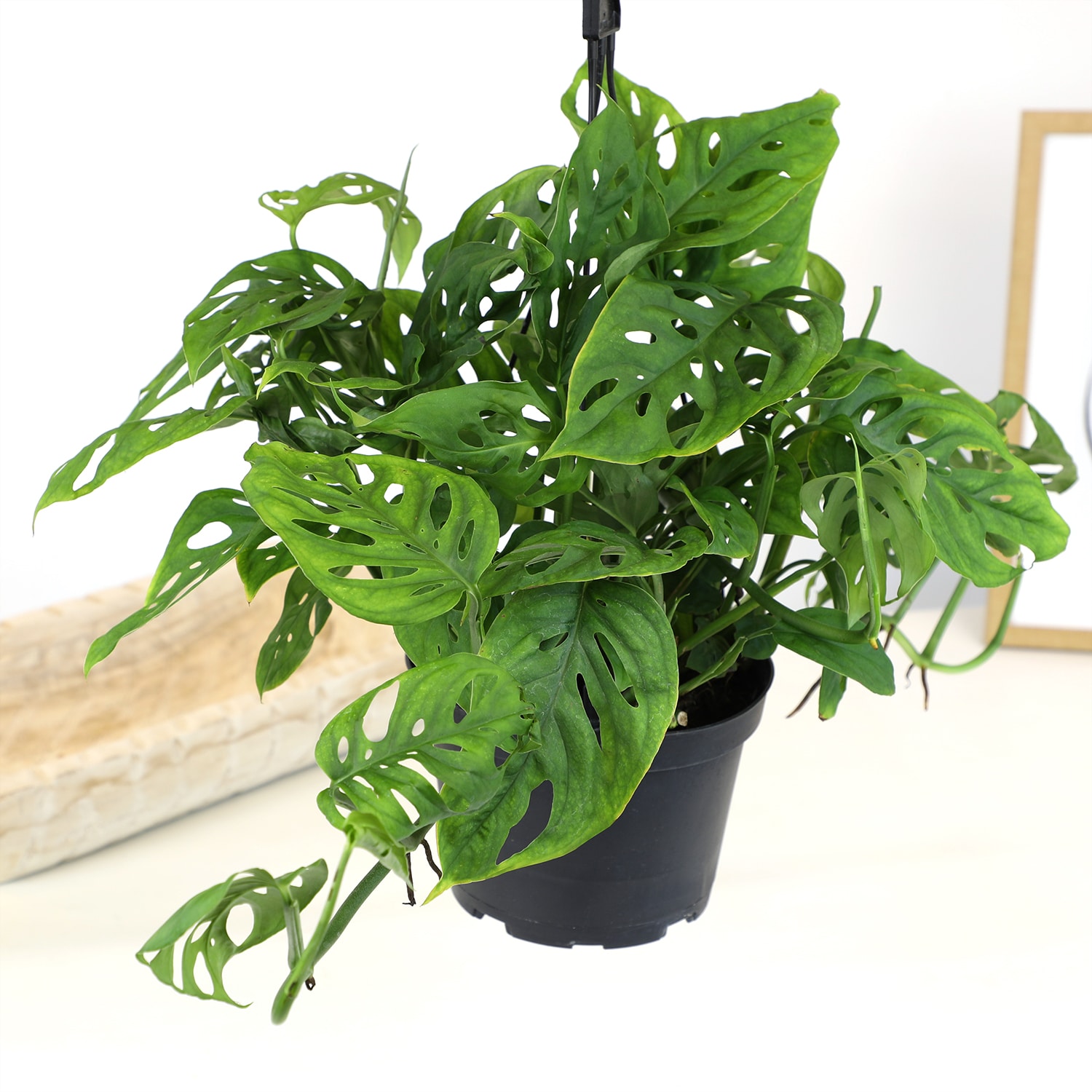 6-Inch Monstera Swiss Cheese Vine Hanging Basket