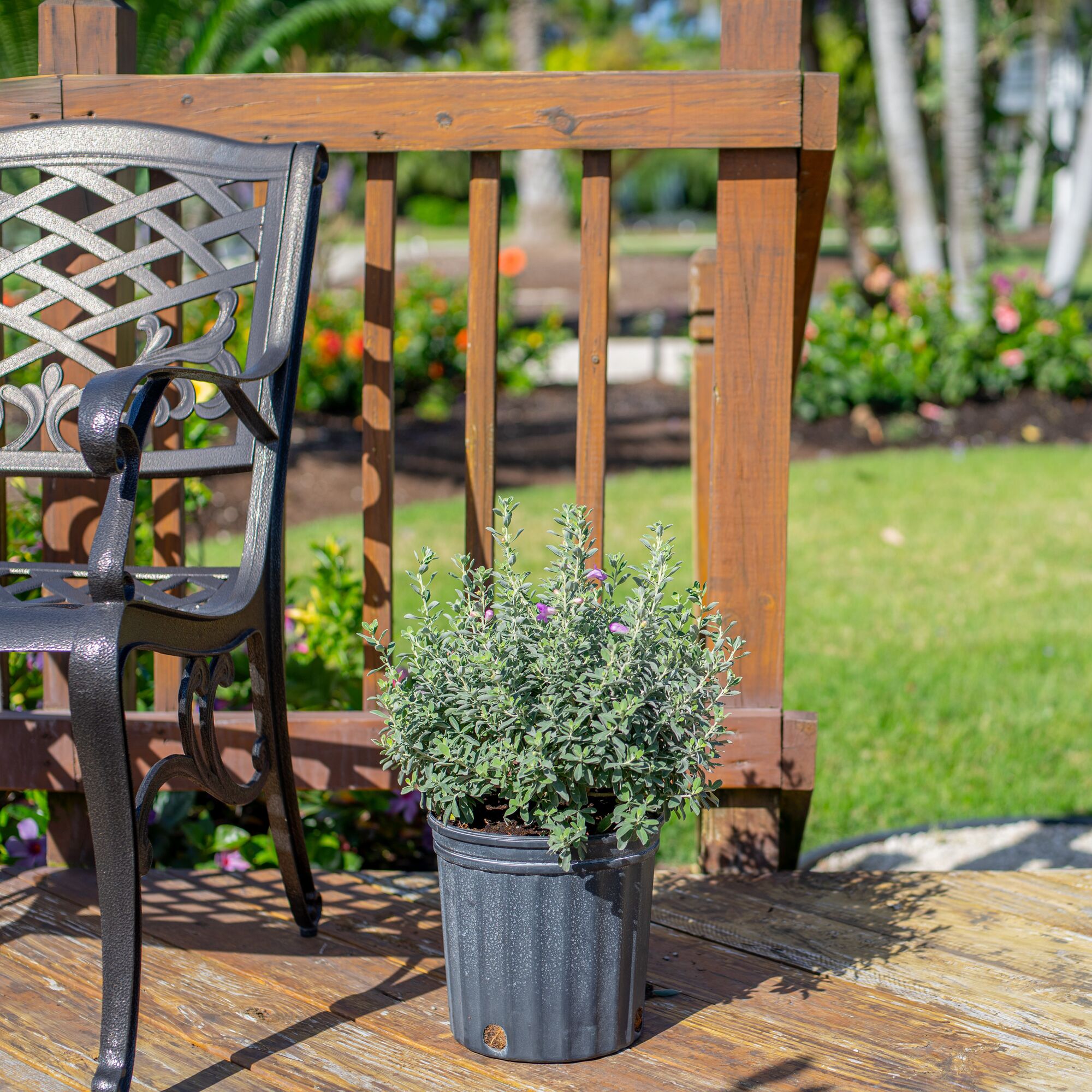 Costa Farms L-TSG-G-POT-01-LW shrubs - View #2