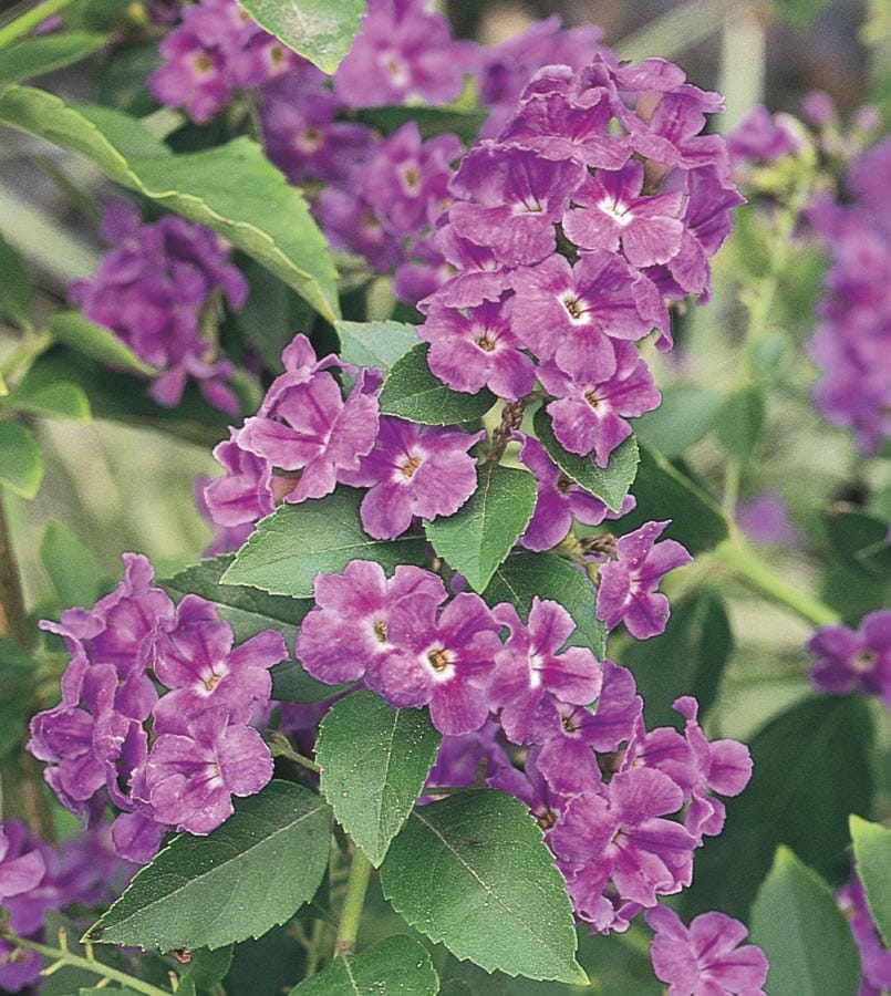 Lowe's NURSERY Purple Golden Dew Drops in 2.5 Quart(s) Pot