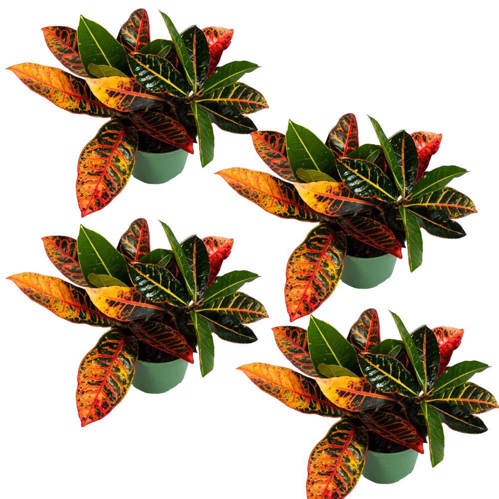 TropicalPlants.com ITFPETCROT4PK06 6-in 4-Pack Croton in Plastic Pot