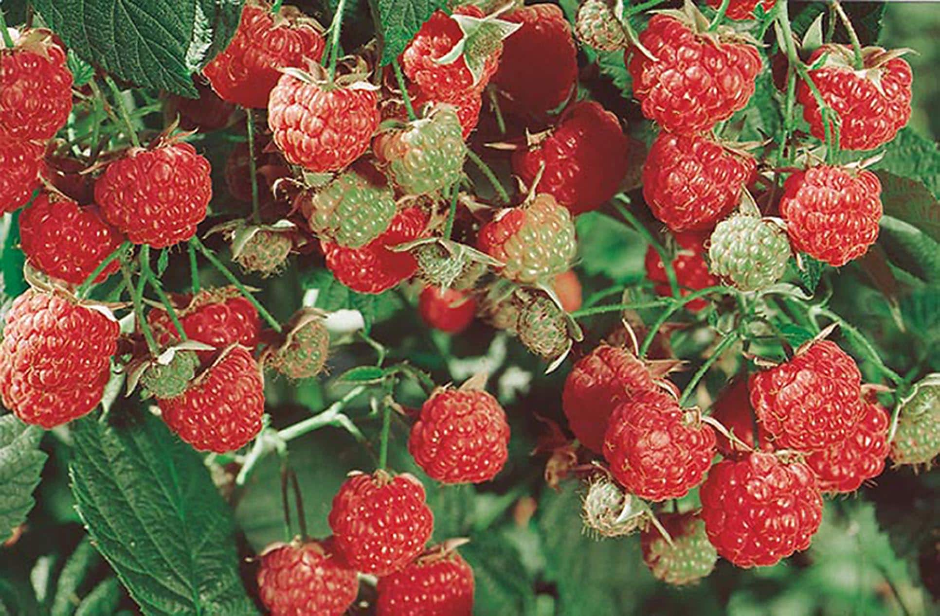 Lowe's NURSERY Raspberry Plant
