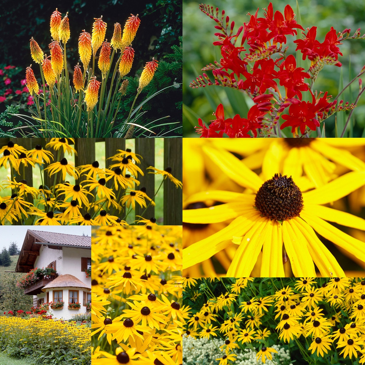 Van Zyverden 84152 Multicolor Monarch Rescue Sun Garden Bulbs 35 Count