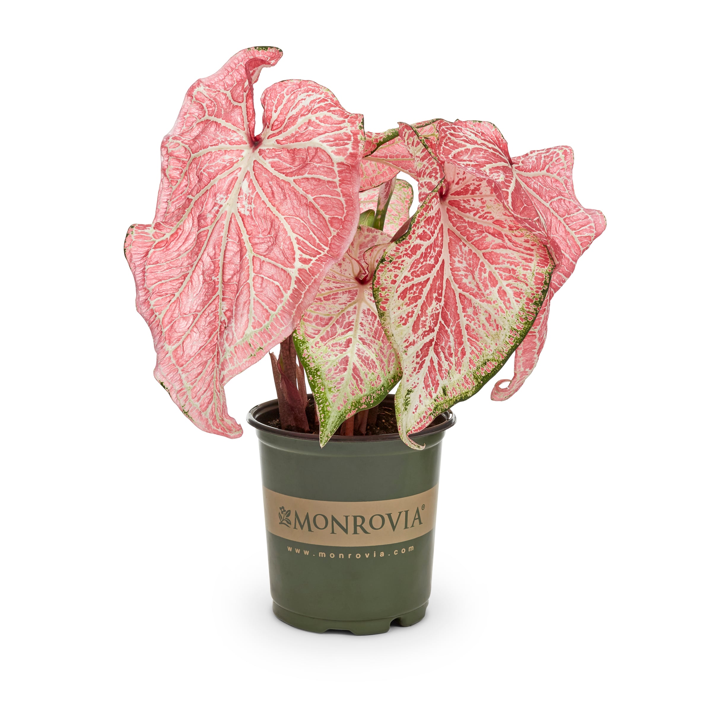 Lowe's 24355 Caladium in 2.5 Quart(s) Pot 1.0 -Pack