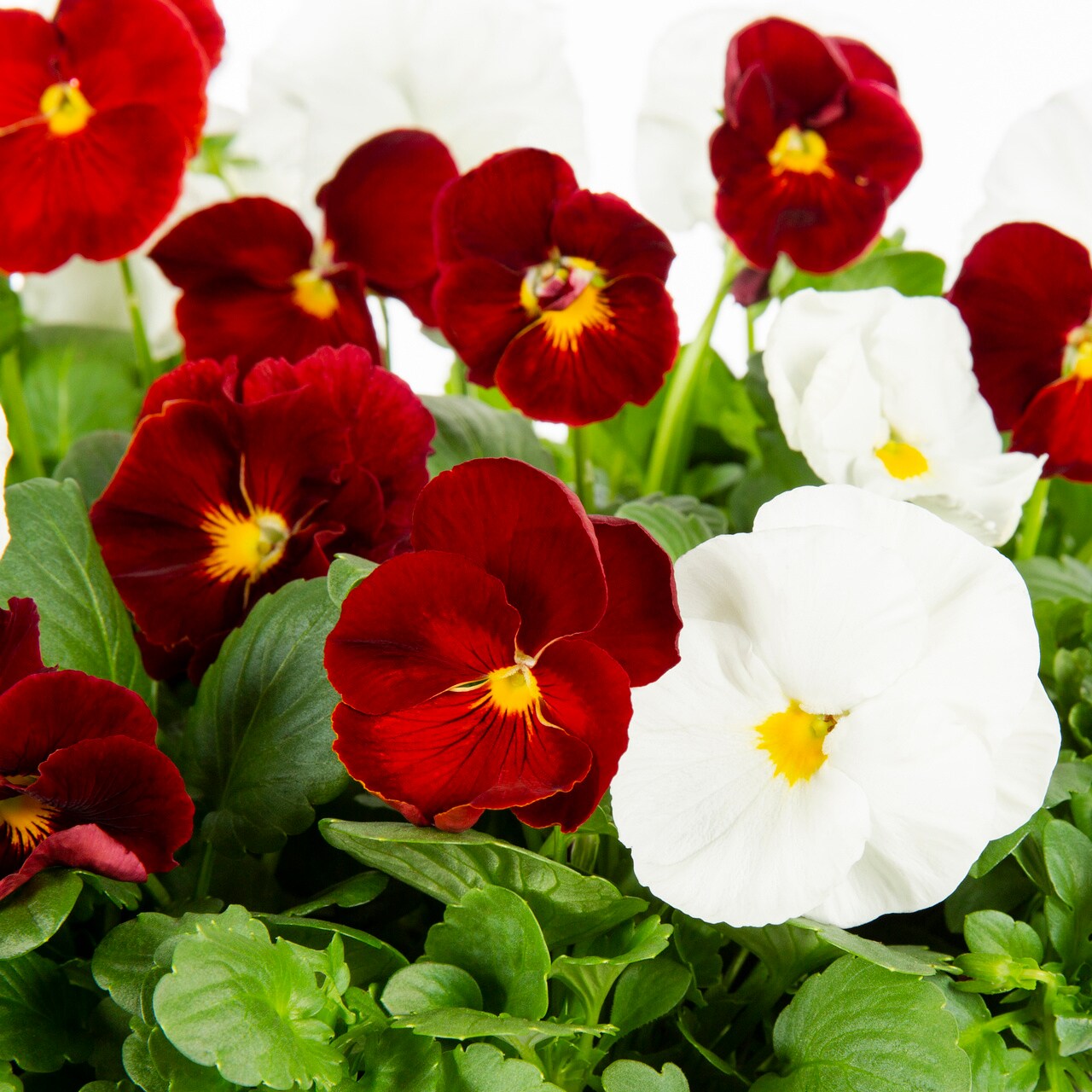  5340088 annuals - View #2