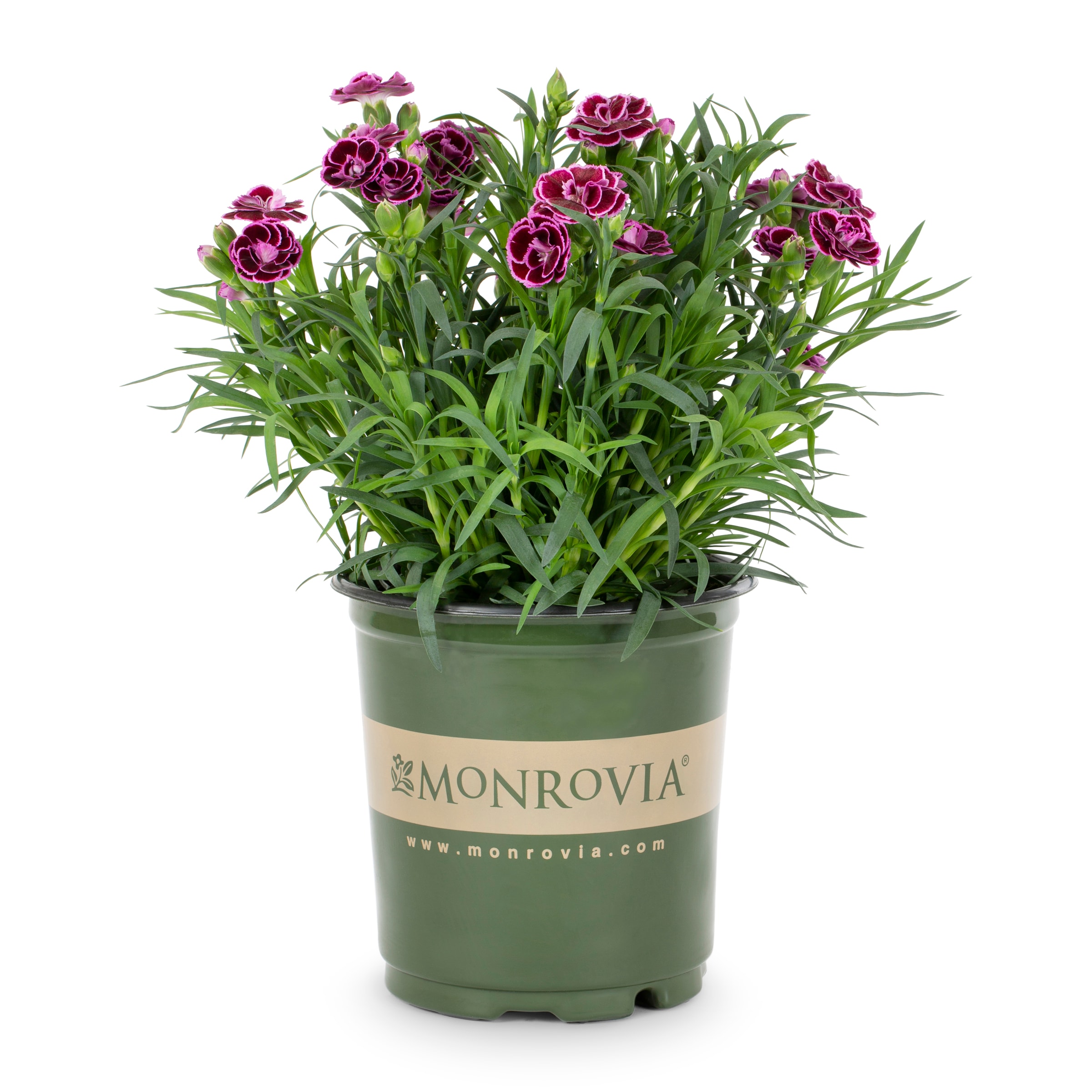 Super Trouper™ Dianthus Perennials at Lowes.com