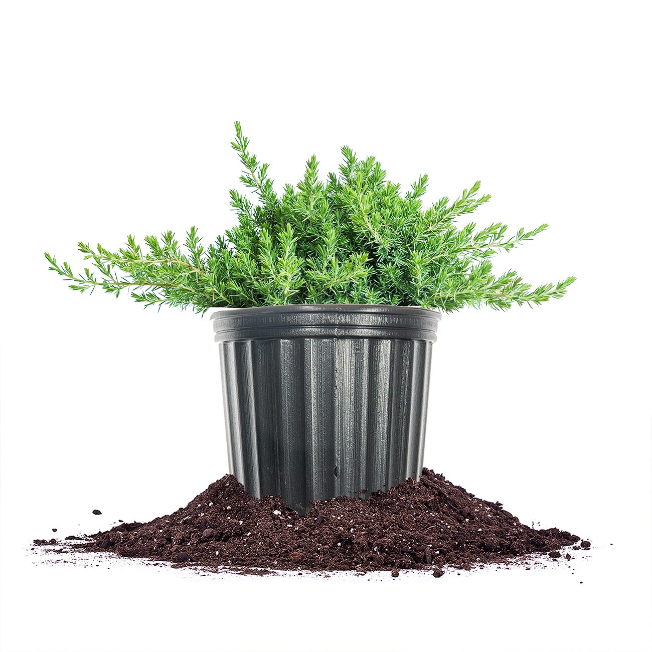 Perfect Plants LOBLUEPACIFIC3G Blue Pacific Juniper Feature Shrub in 3 -Gallon Pot 1.0 -Pack