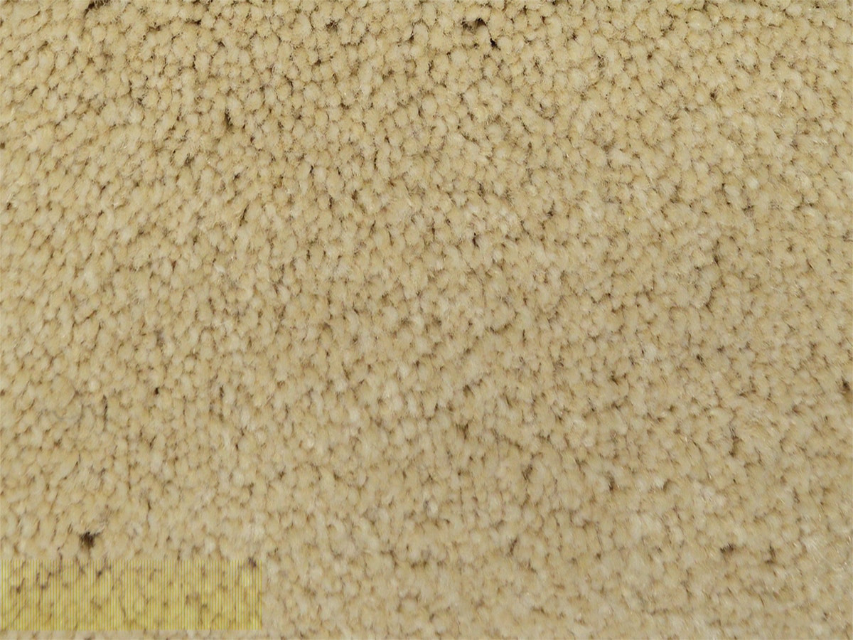 STAINMASTER S621173WINNER-NNER (Sample) PetProtect Best in Show Winner Plush Carpet