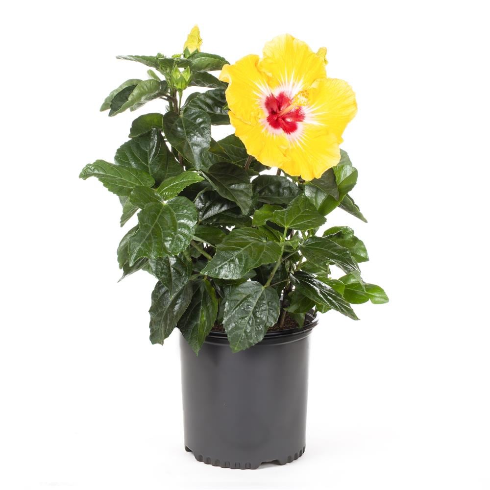 Premium Hibiscus Flowers - 100% Natural - 5 Pounds - Hibiscus Flowers