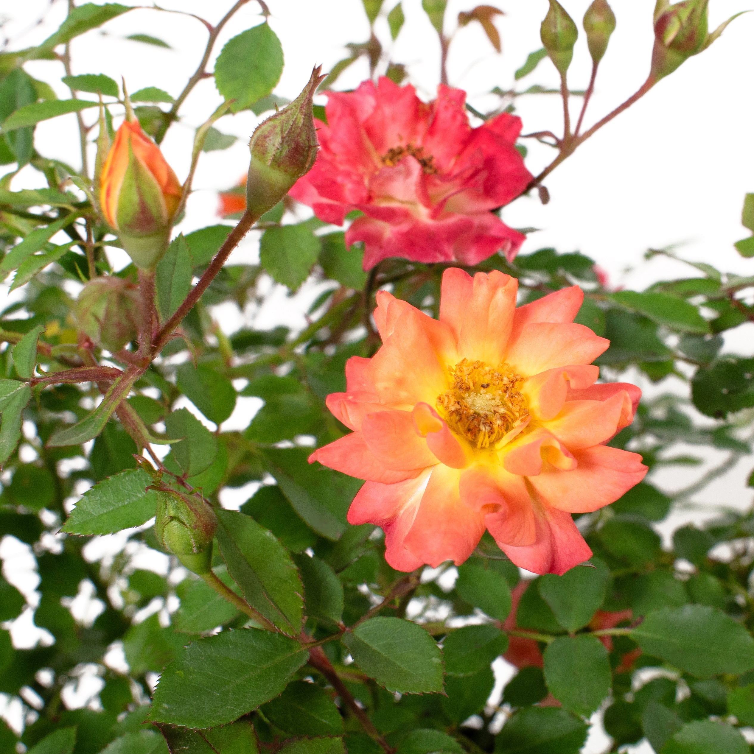 Mini Rose Orange Roses at Lowes.com