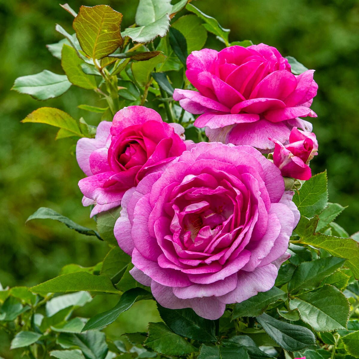 Spring Hill Nurseries Pink Flowering Perfume Factory Dormant Hybrid Tea Rose 1 -Pack 1 -Pack in Bare root