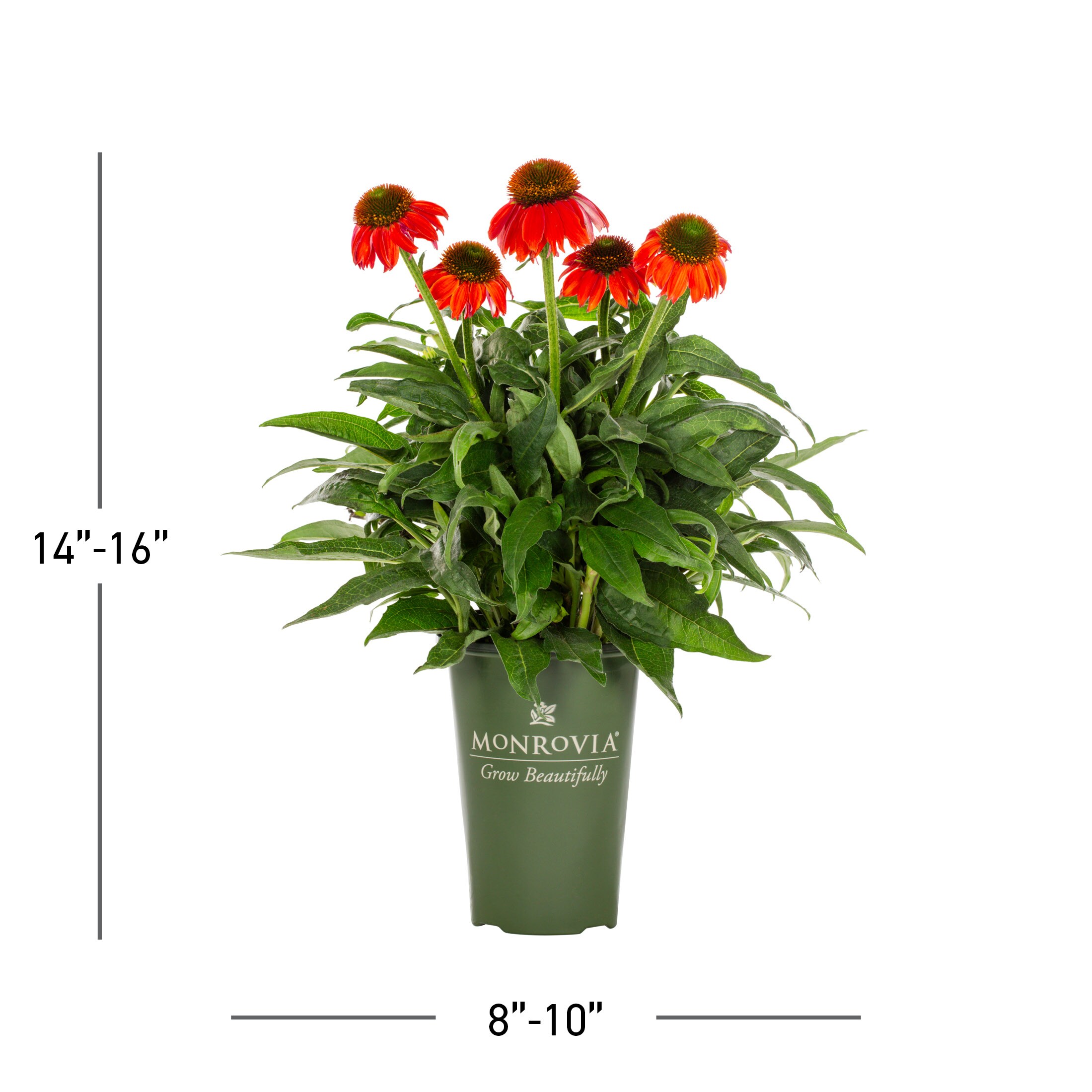 Monrovia 4368 perennials - View #3