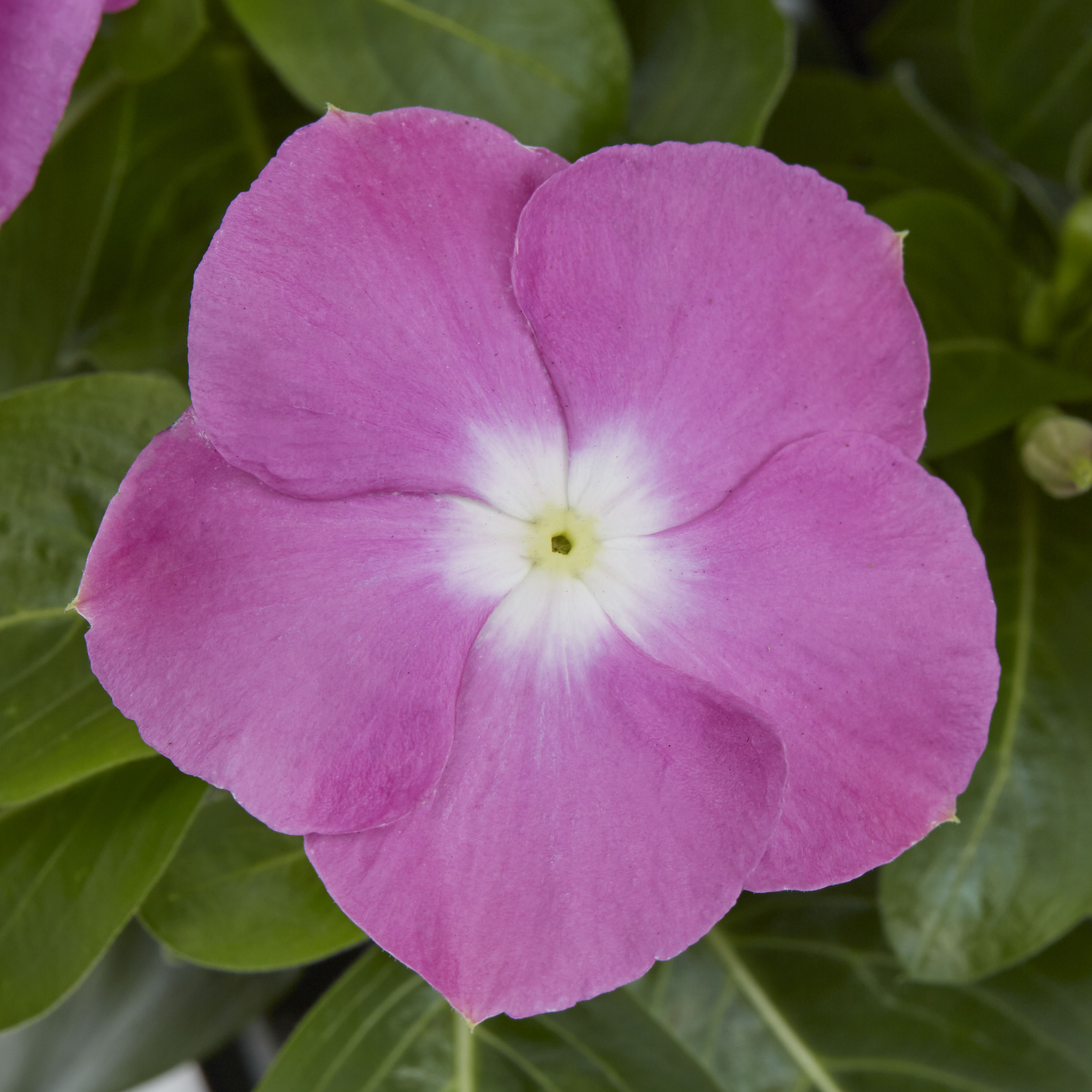 Lowe's 725047983603 annuals - View #7